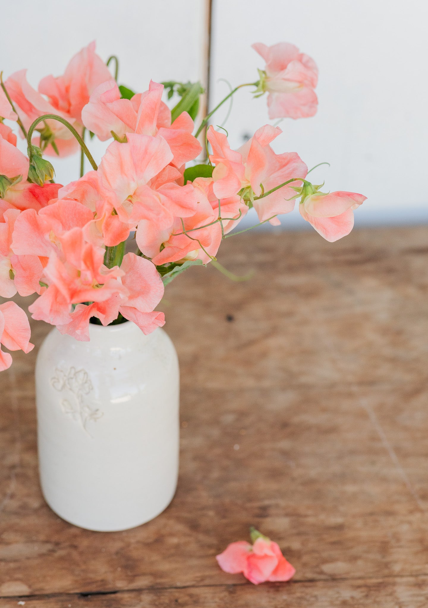 Sweet Pea Apricot Queen