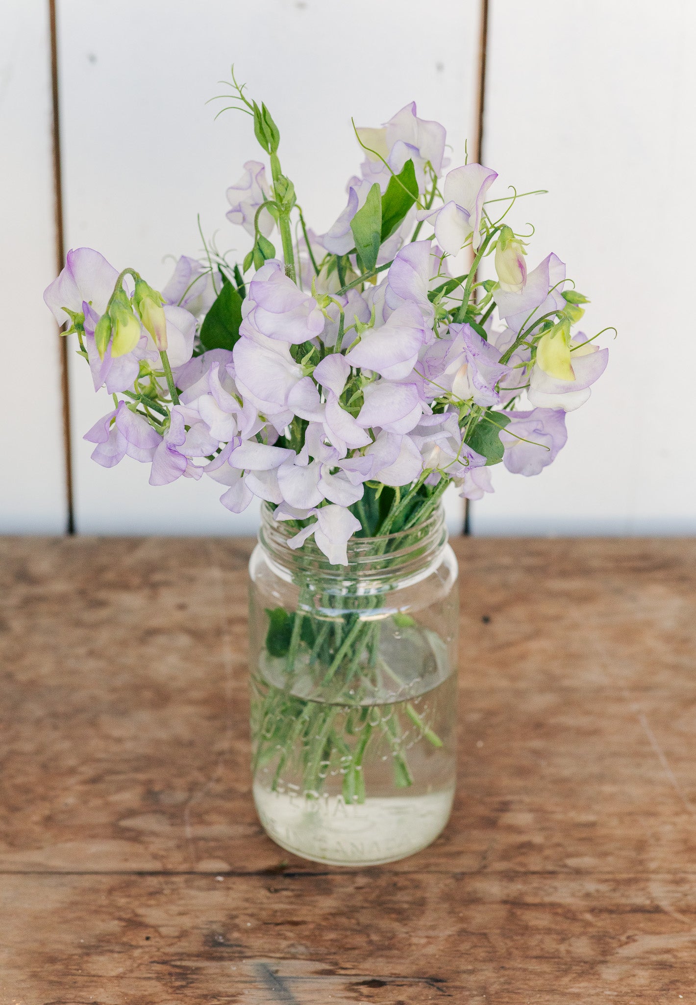Sweet Pea Albutt Blue