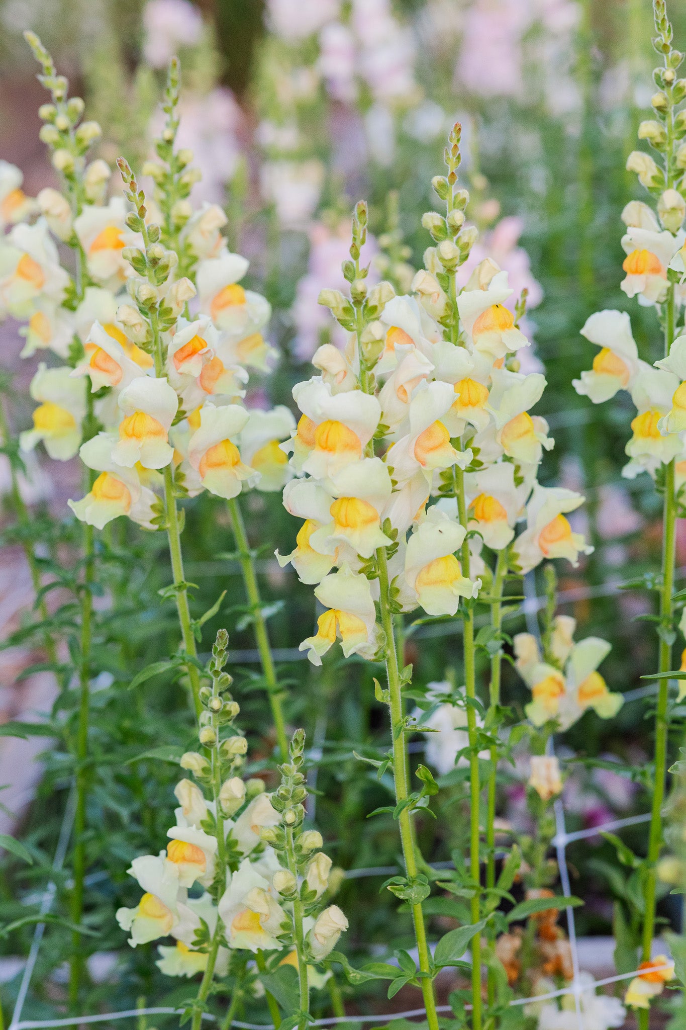 Snapdragon Avignon Apricot