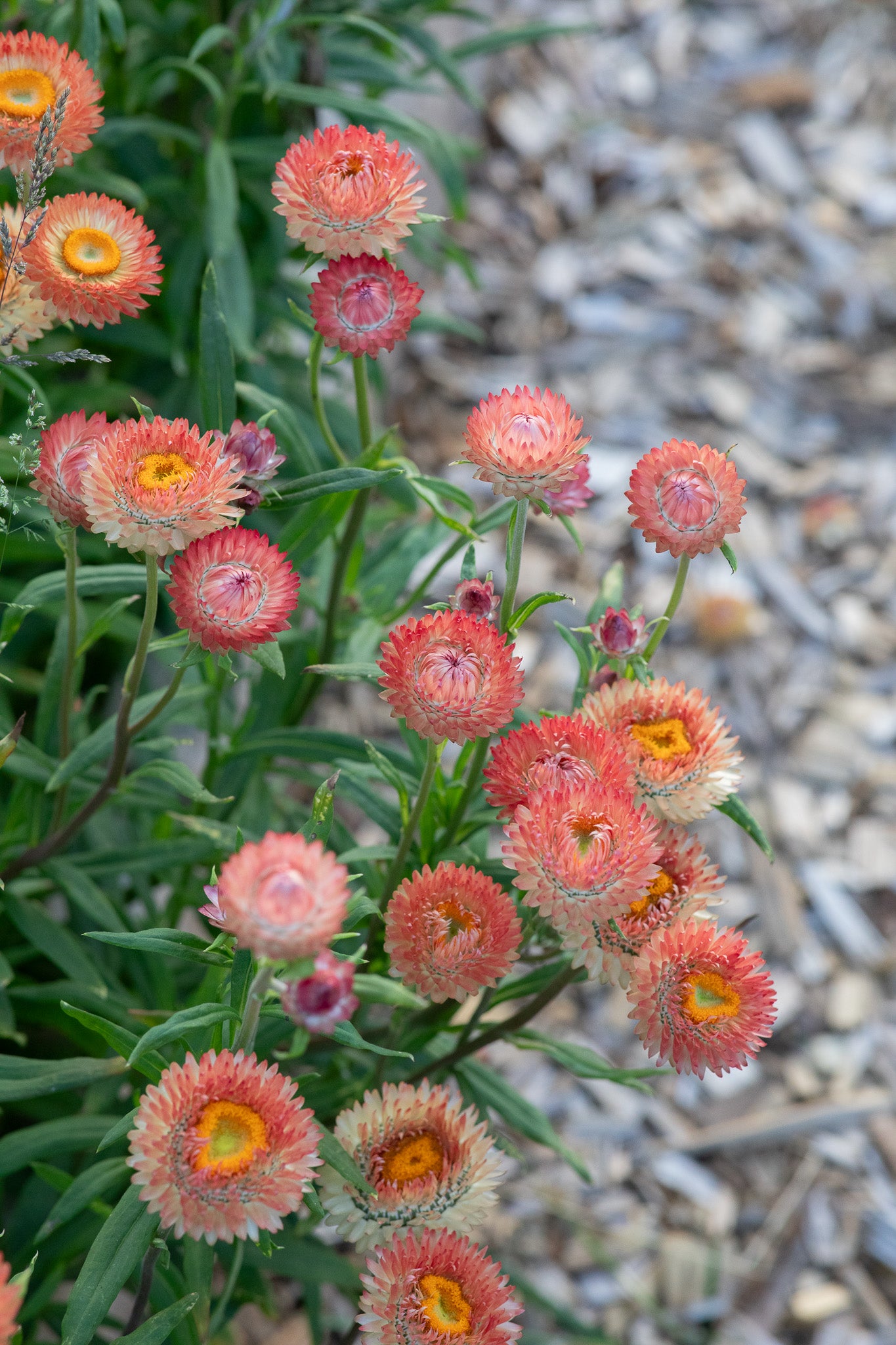 Strawflower Apricot Mix