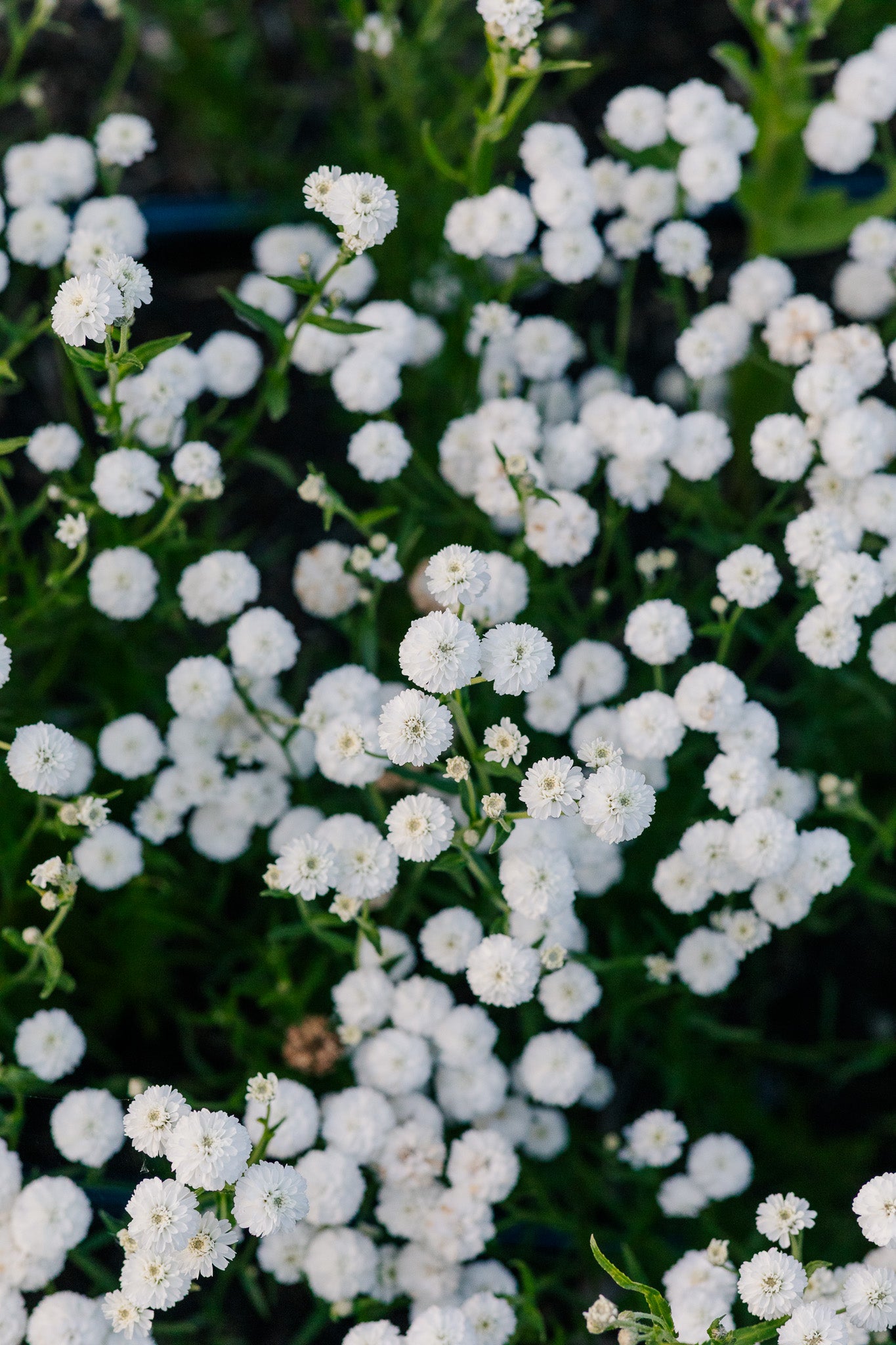 Yarrow Pearl Double