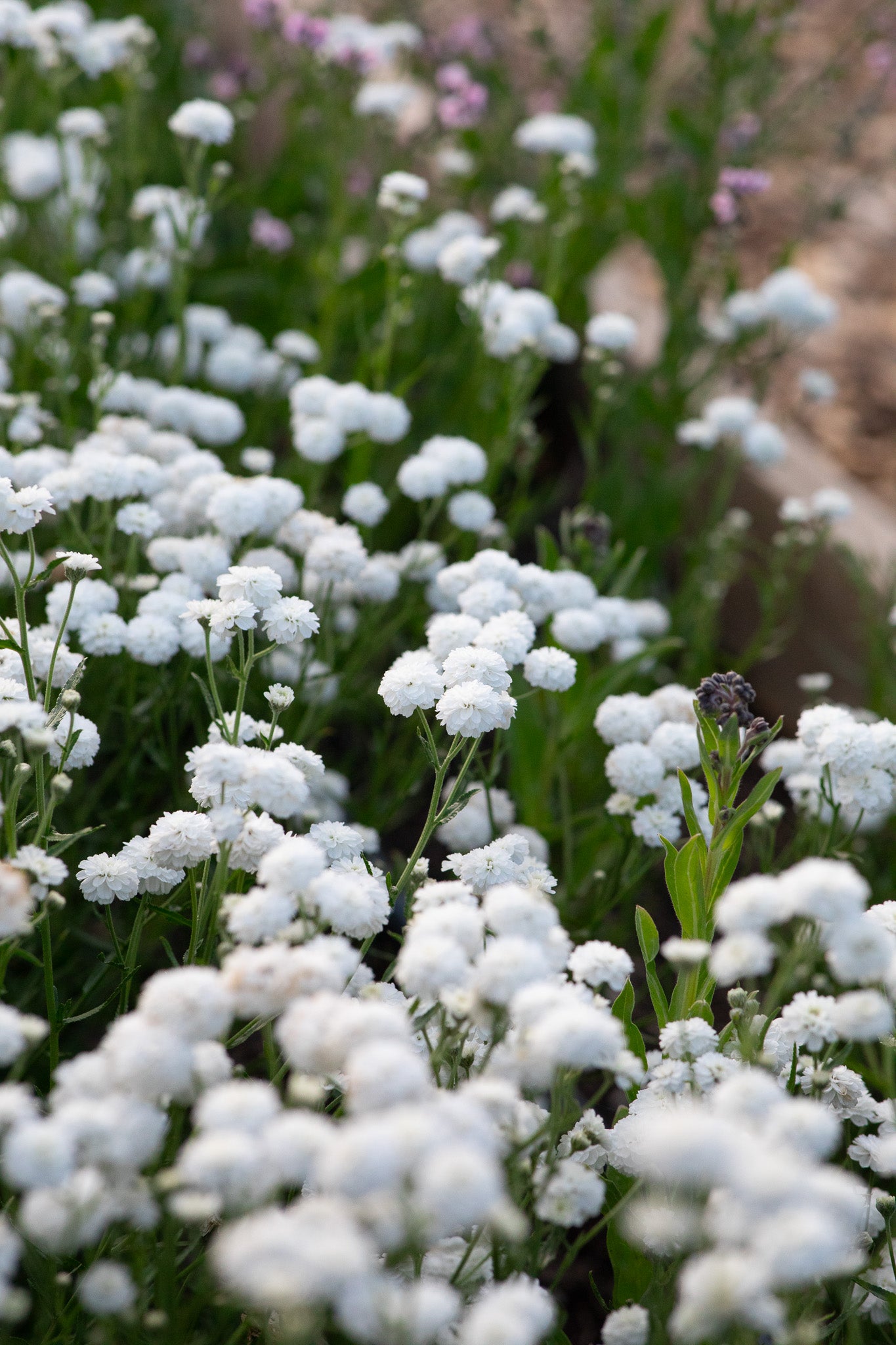 Yarrow Pearl Double