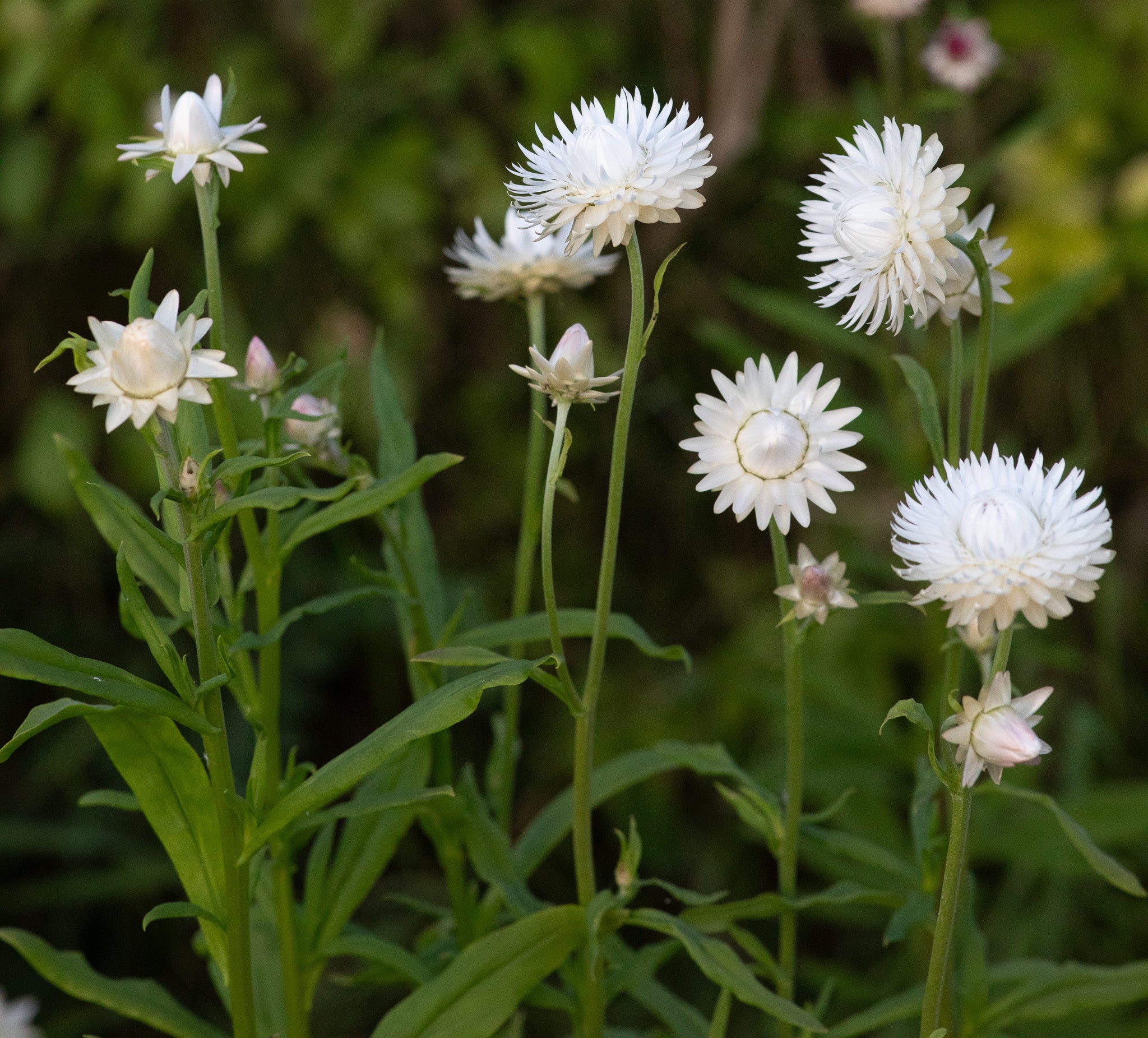 Strawflower Vintage White