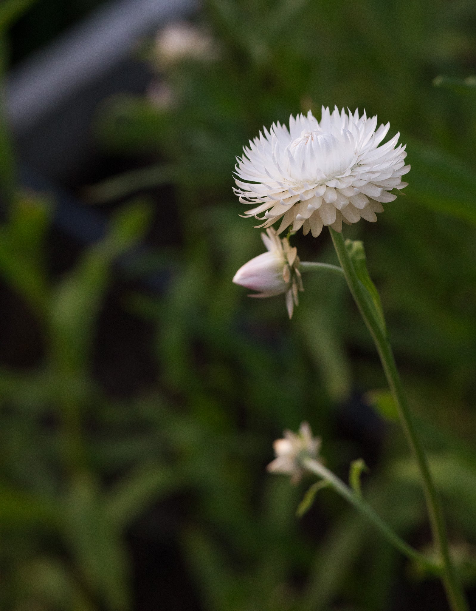 Strawflower Vintage White