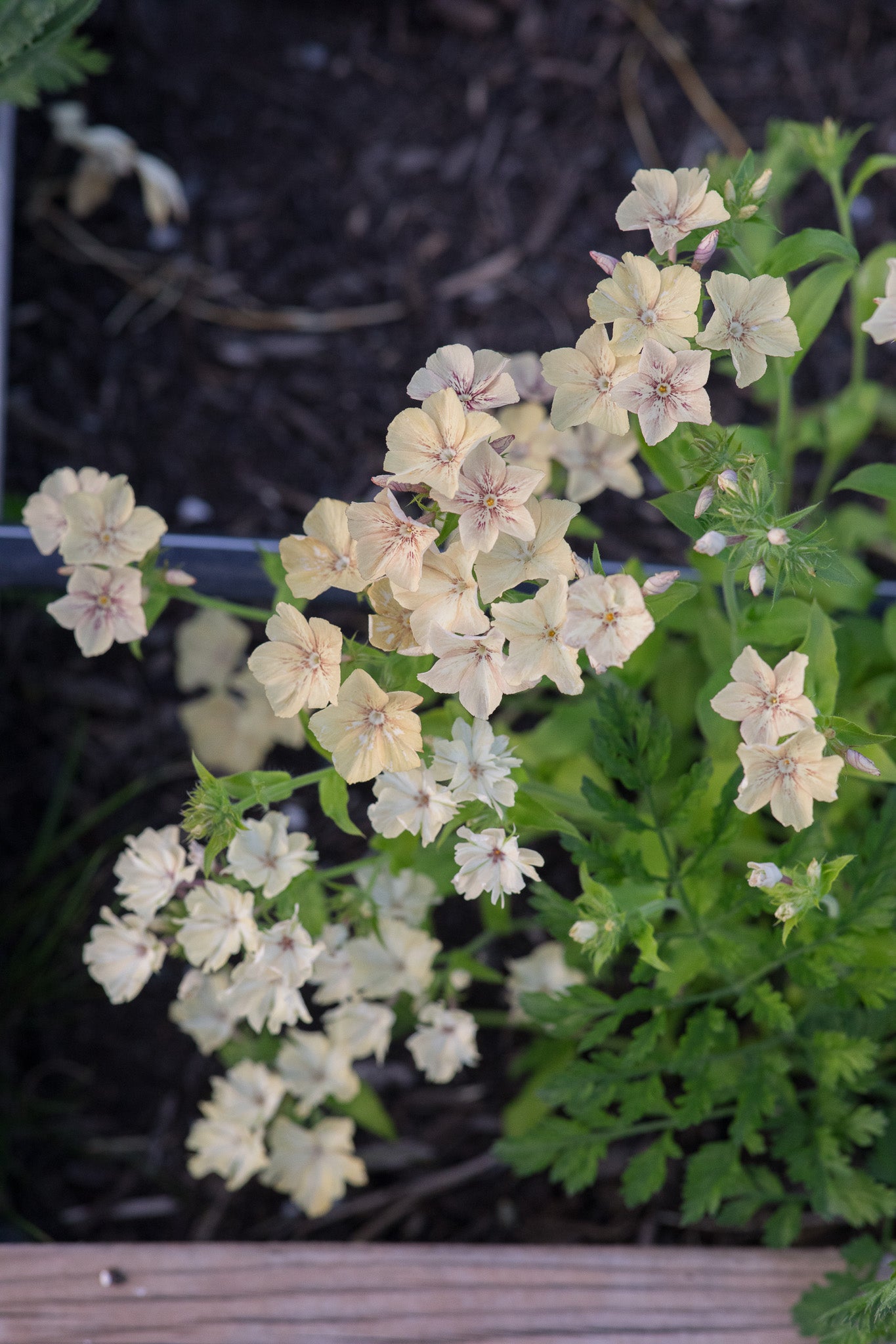 Phlox Creme Brulee