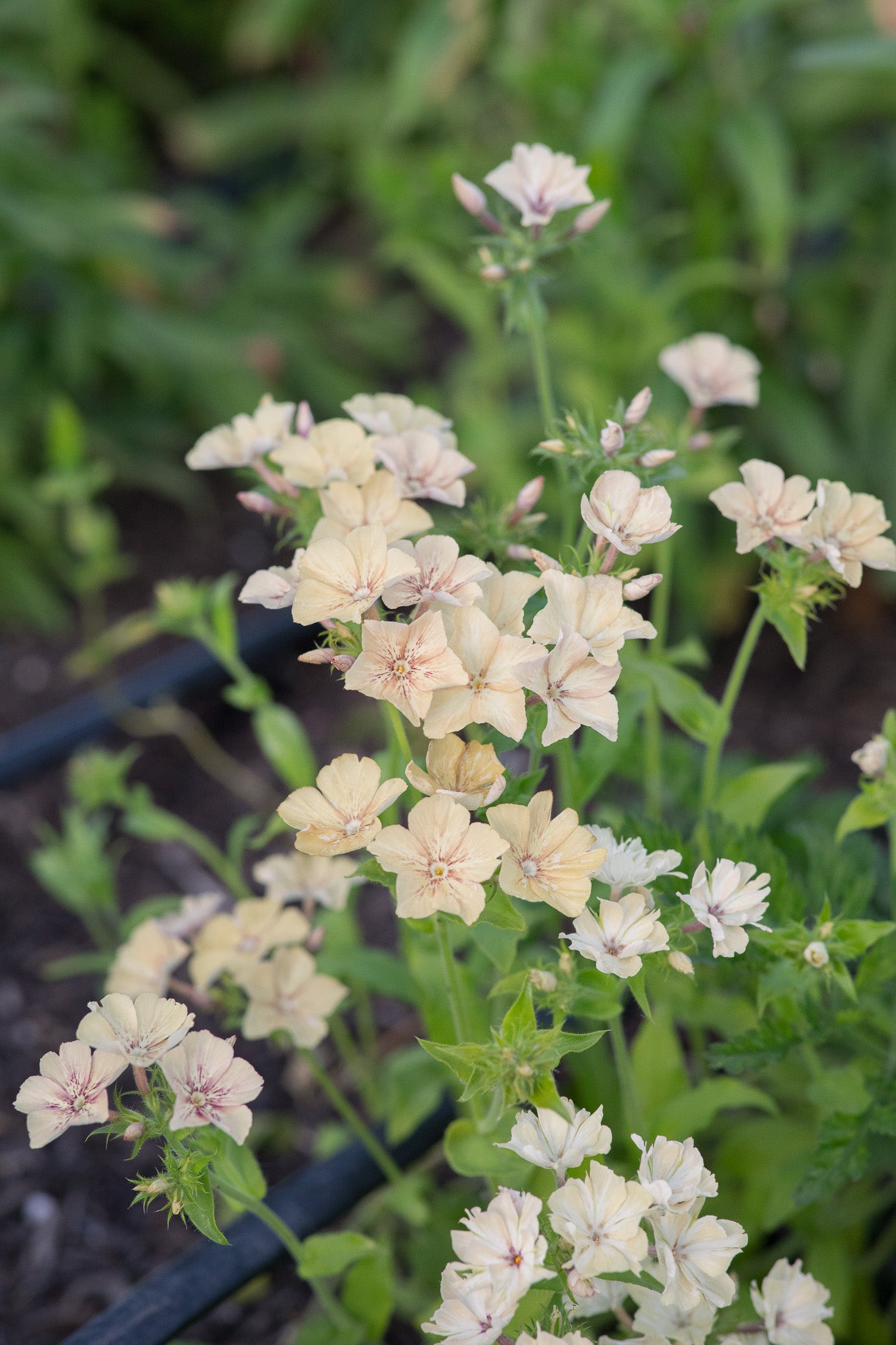 Phlox Creme Brulee