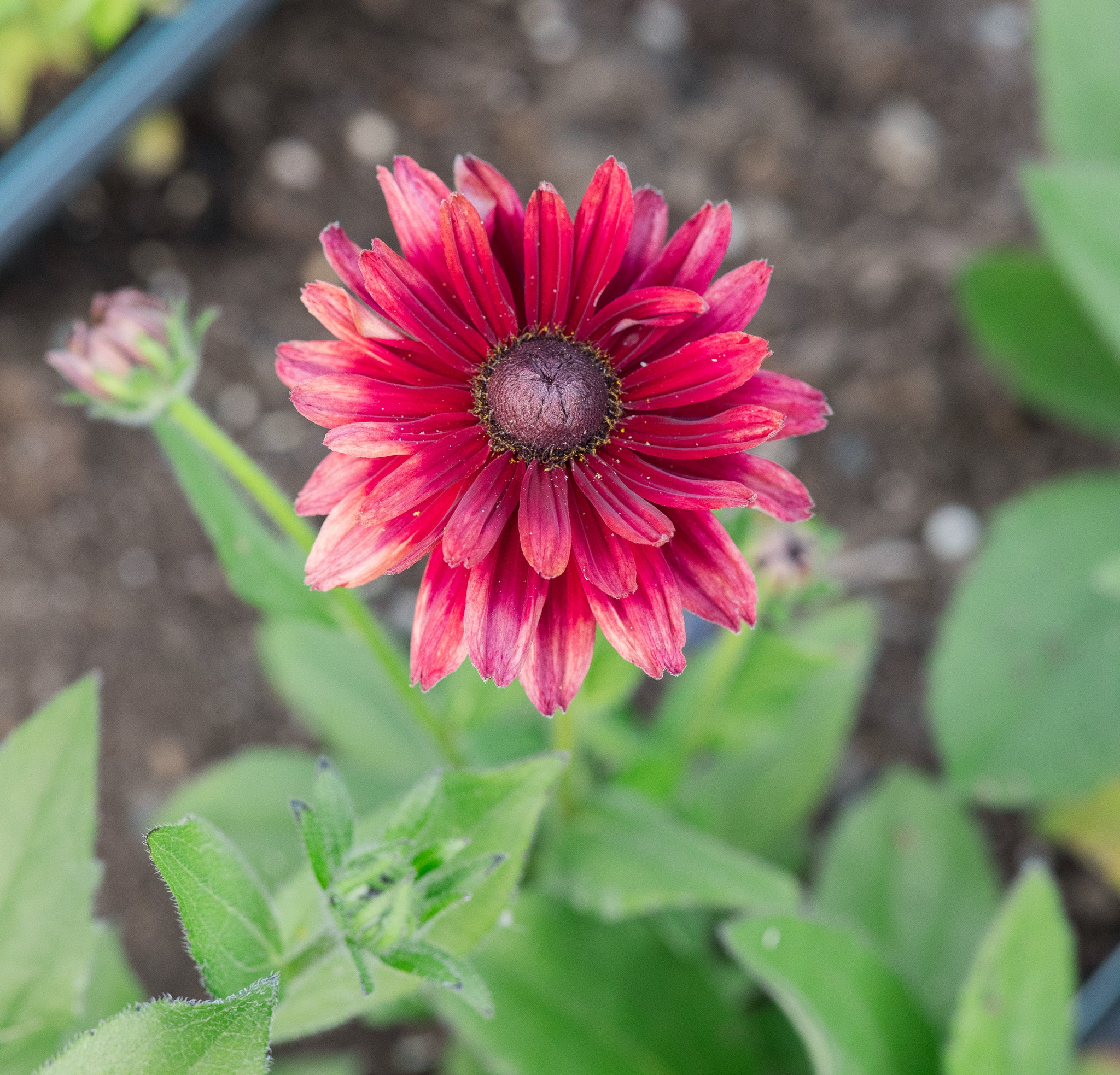 Rudbeckia Sahara
