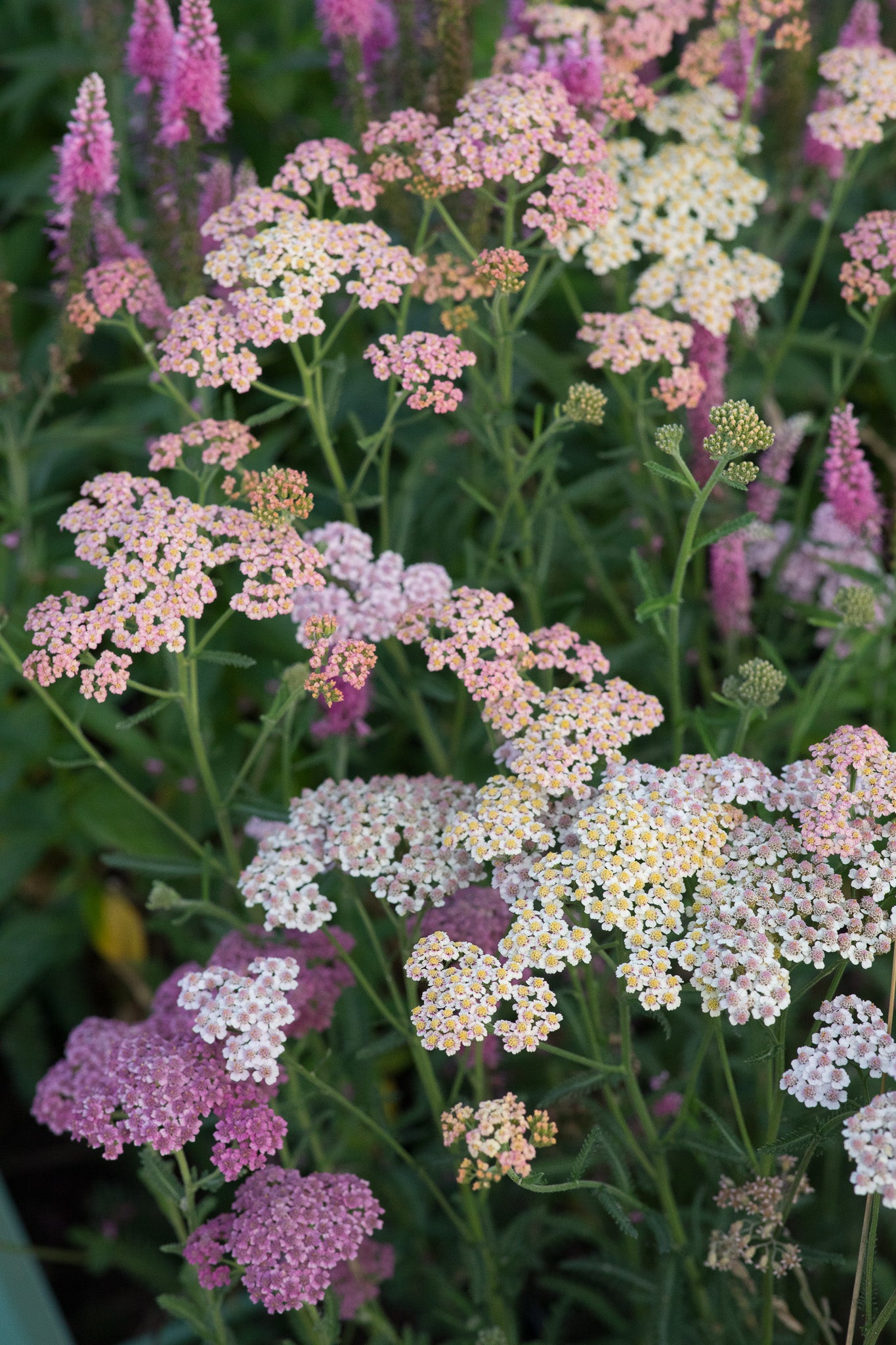Yarrow Summer Pastel Mix