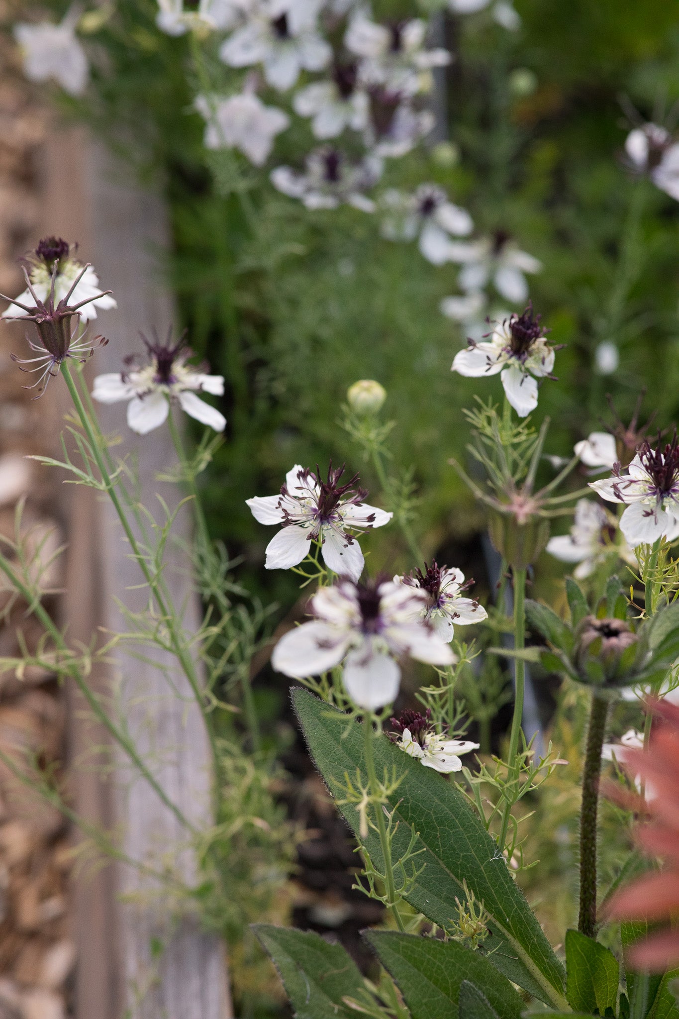 Nigella Bridal Veil