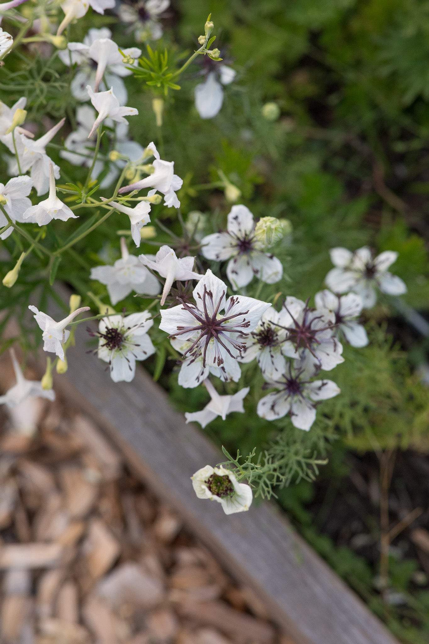 Nigella Bridal Veil