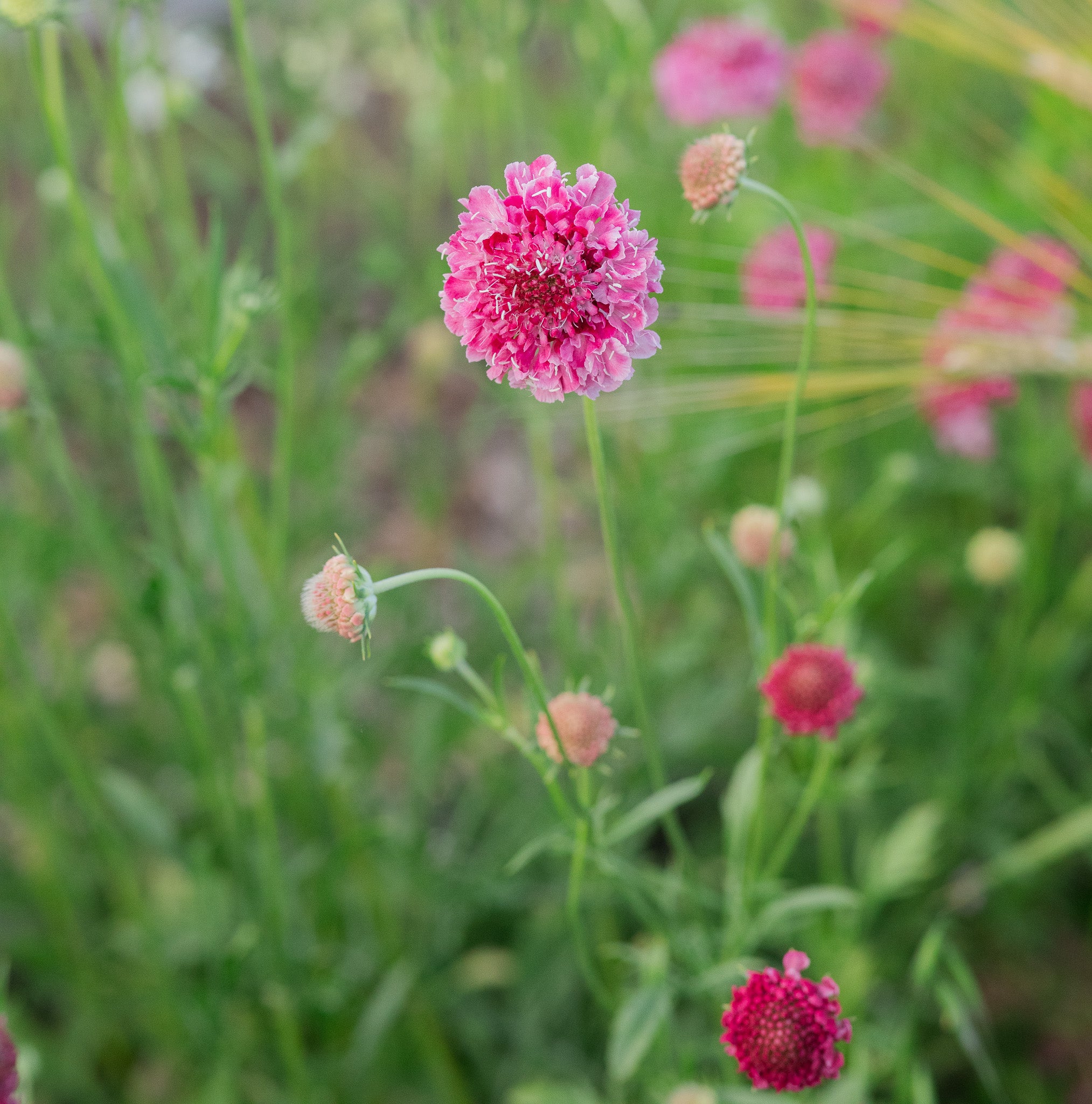 Scabiosa Salmon Rose