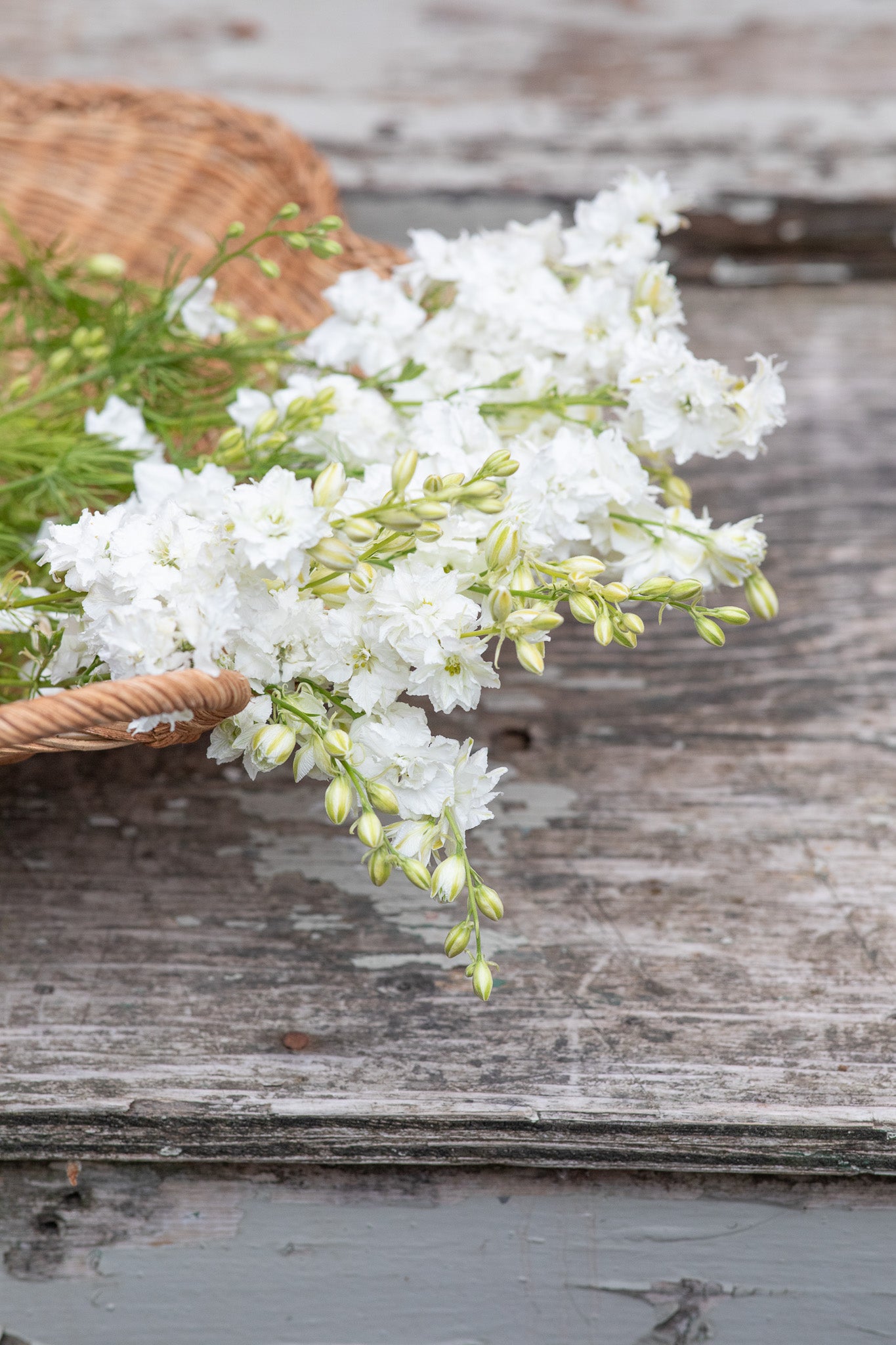 Larkspur White