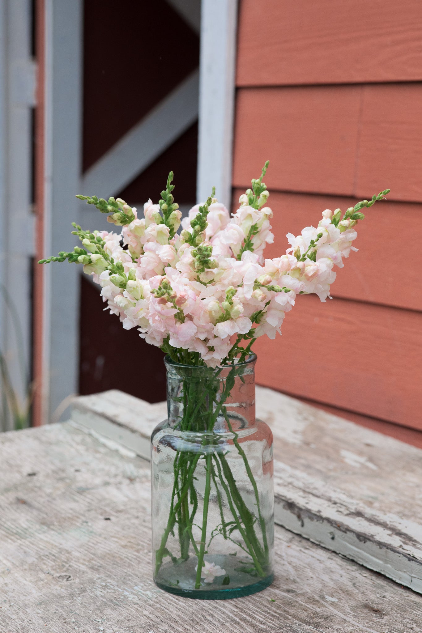 Snapdragon Avignon Pink