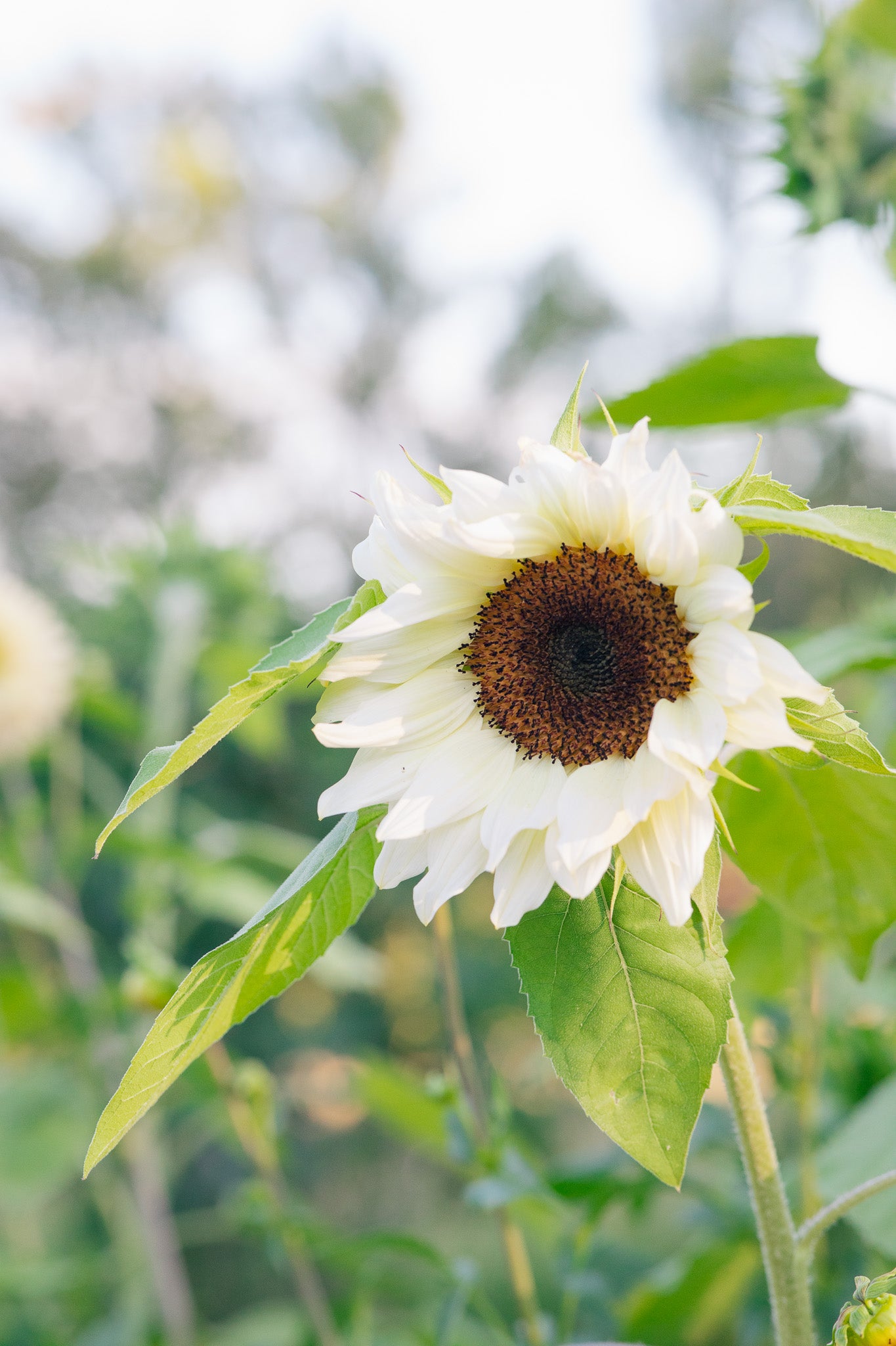Sunflower Procut White Nite