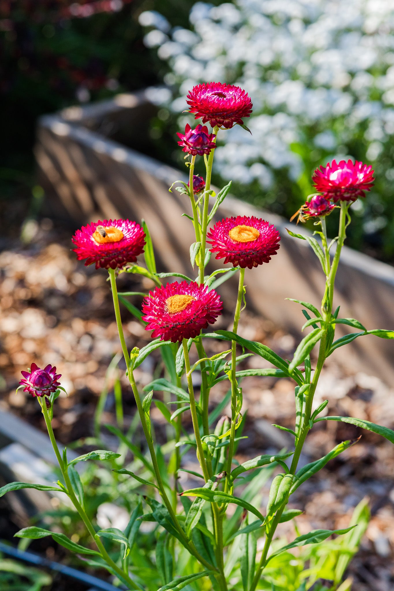 Strawflower Cranberry Rose