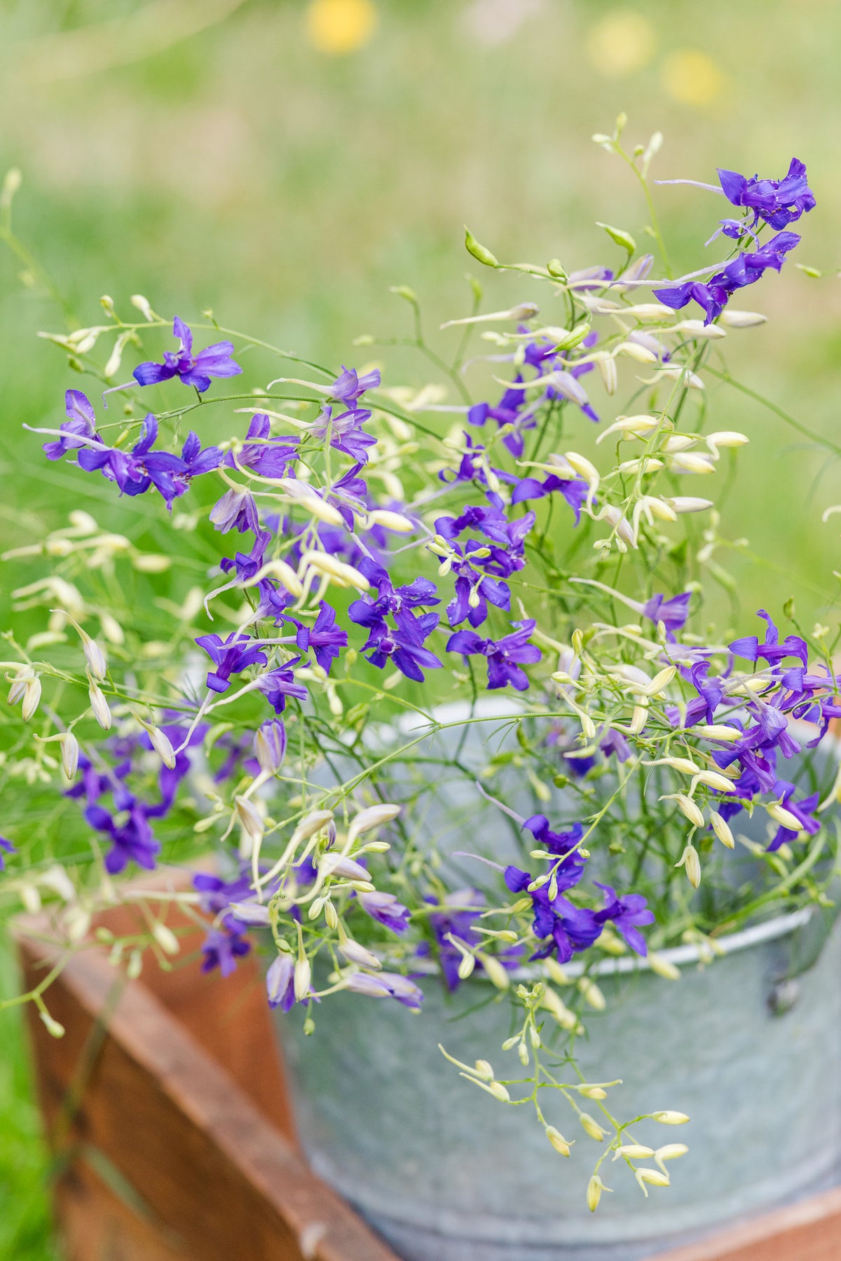 Larkspur Cloud Blue