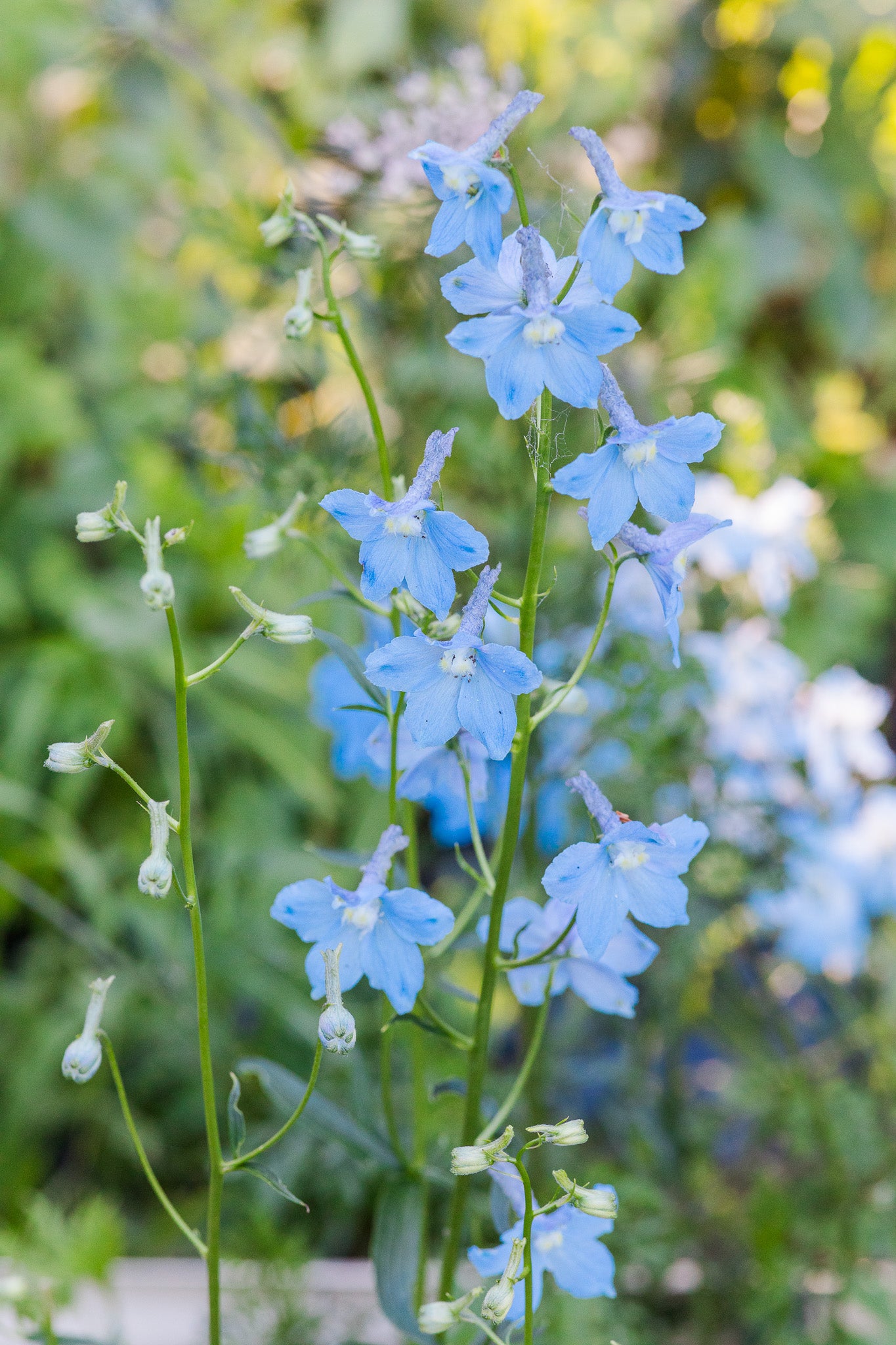 Delphinium Cliveden Beauty