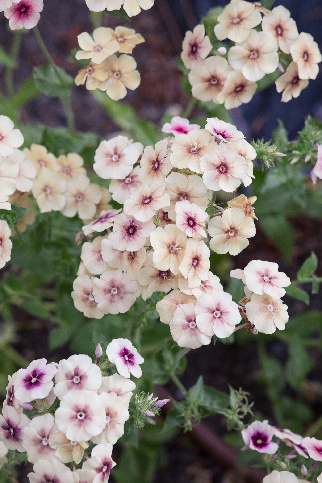 Phlox Cherry Caramel