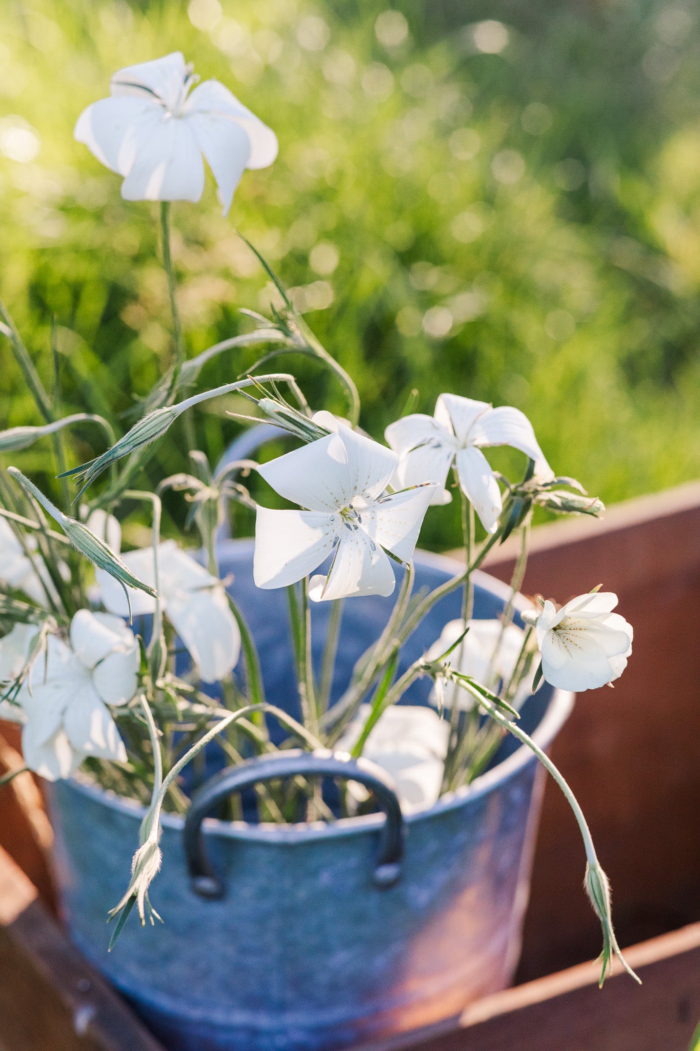Agrostemma White