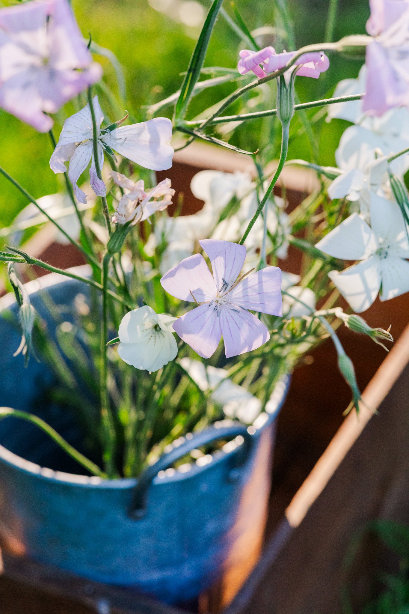 Agrostemma Blush Pink