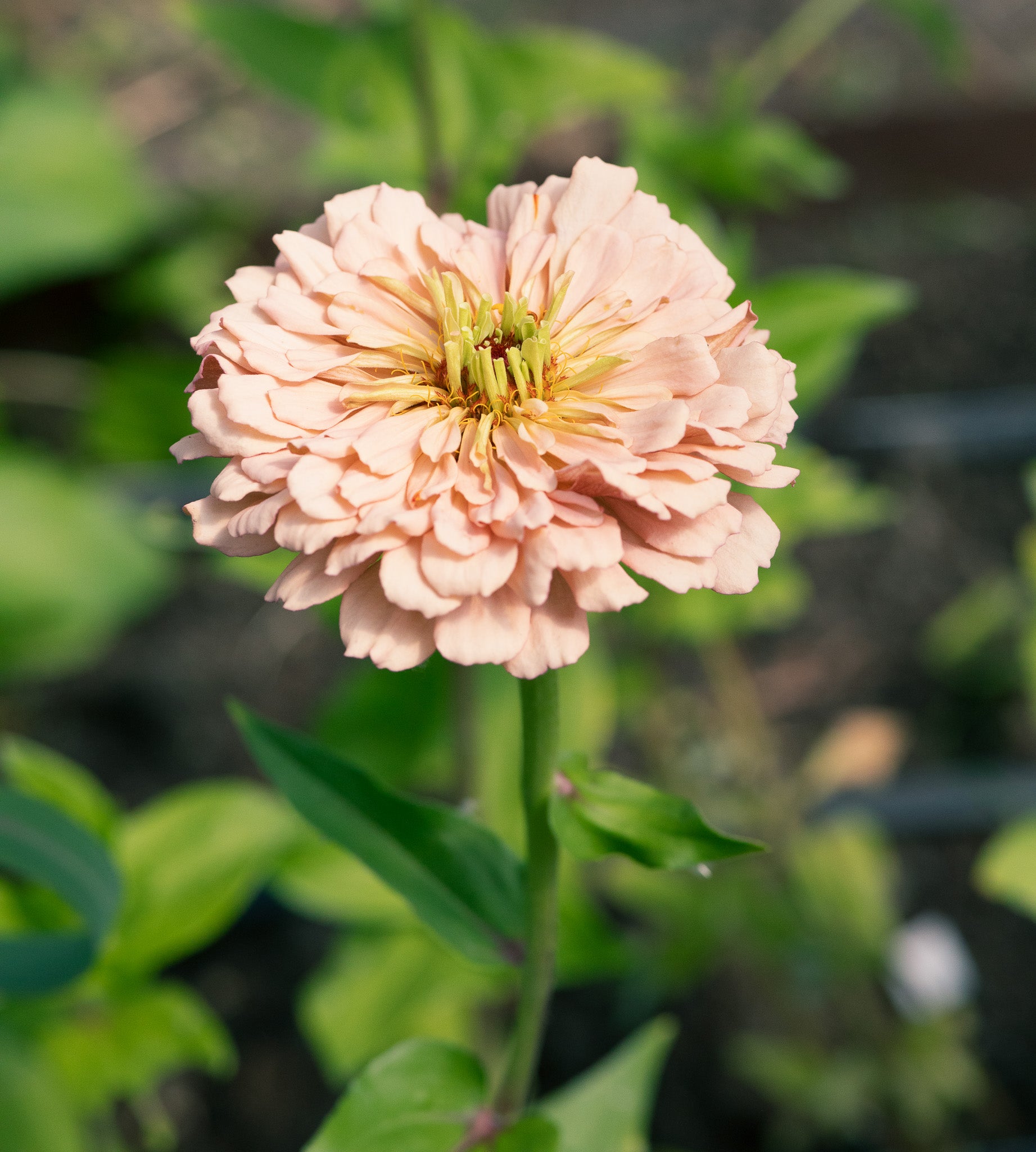 Zinnia Pastel Ballerina