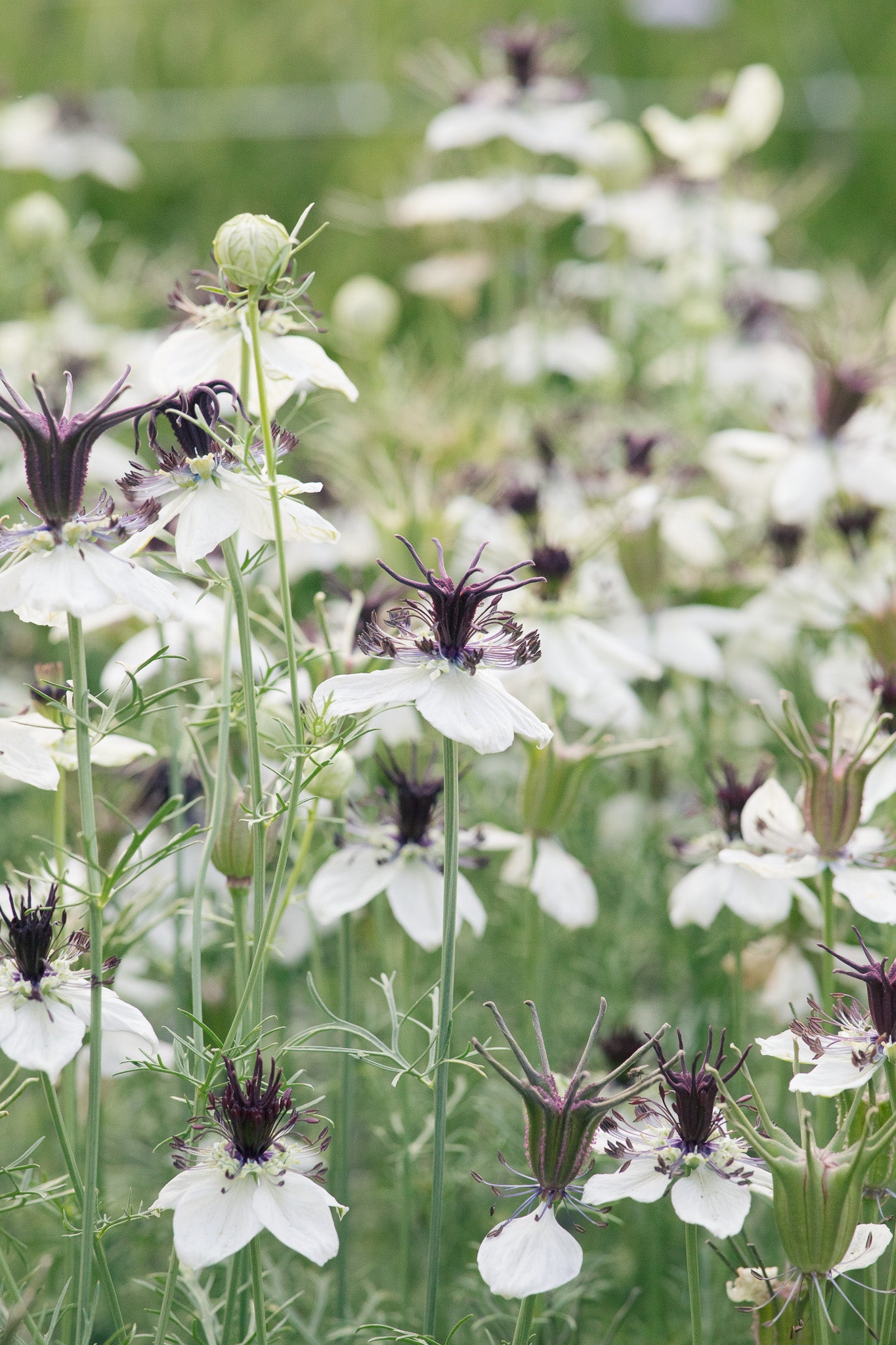Nigella Bridal Veil