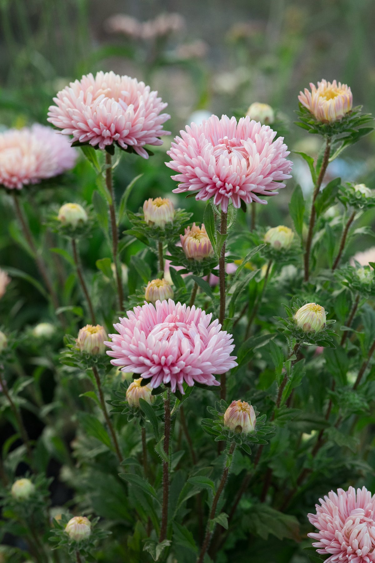Aster King Size Apricot