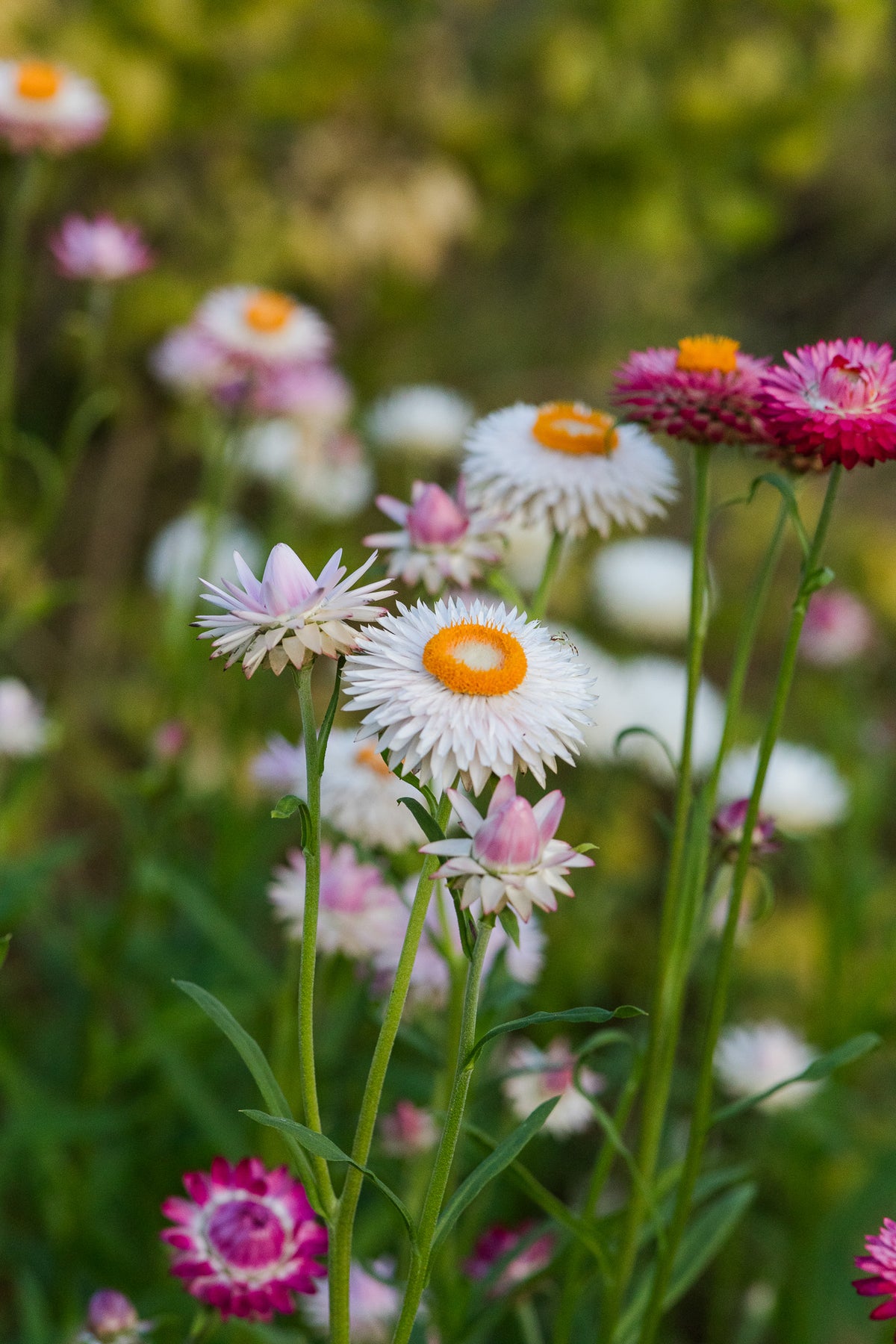Strawflower Silver Rose