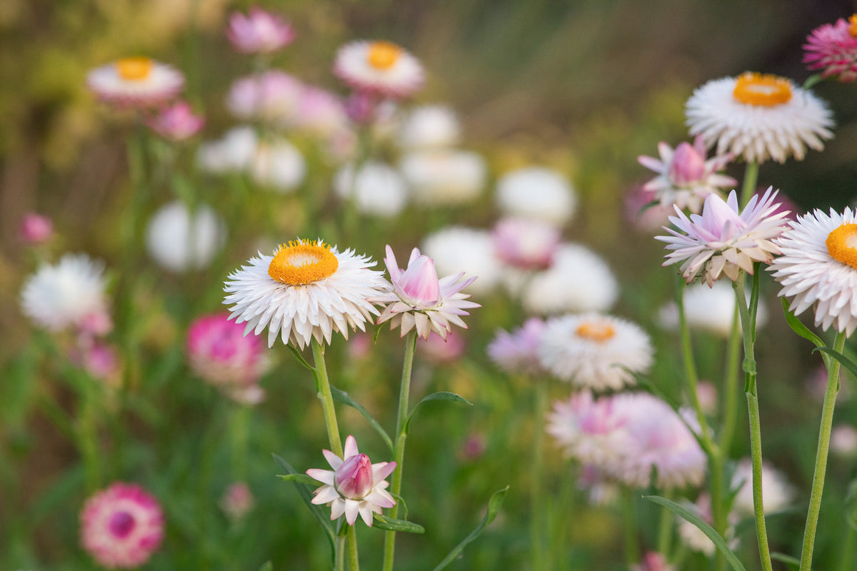 Strawflower Silver Rose