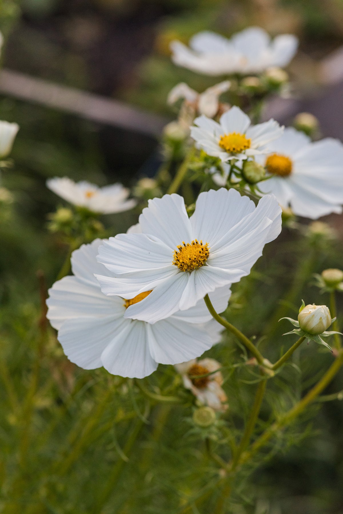 Cosmos White