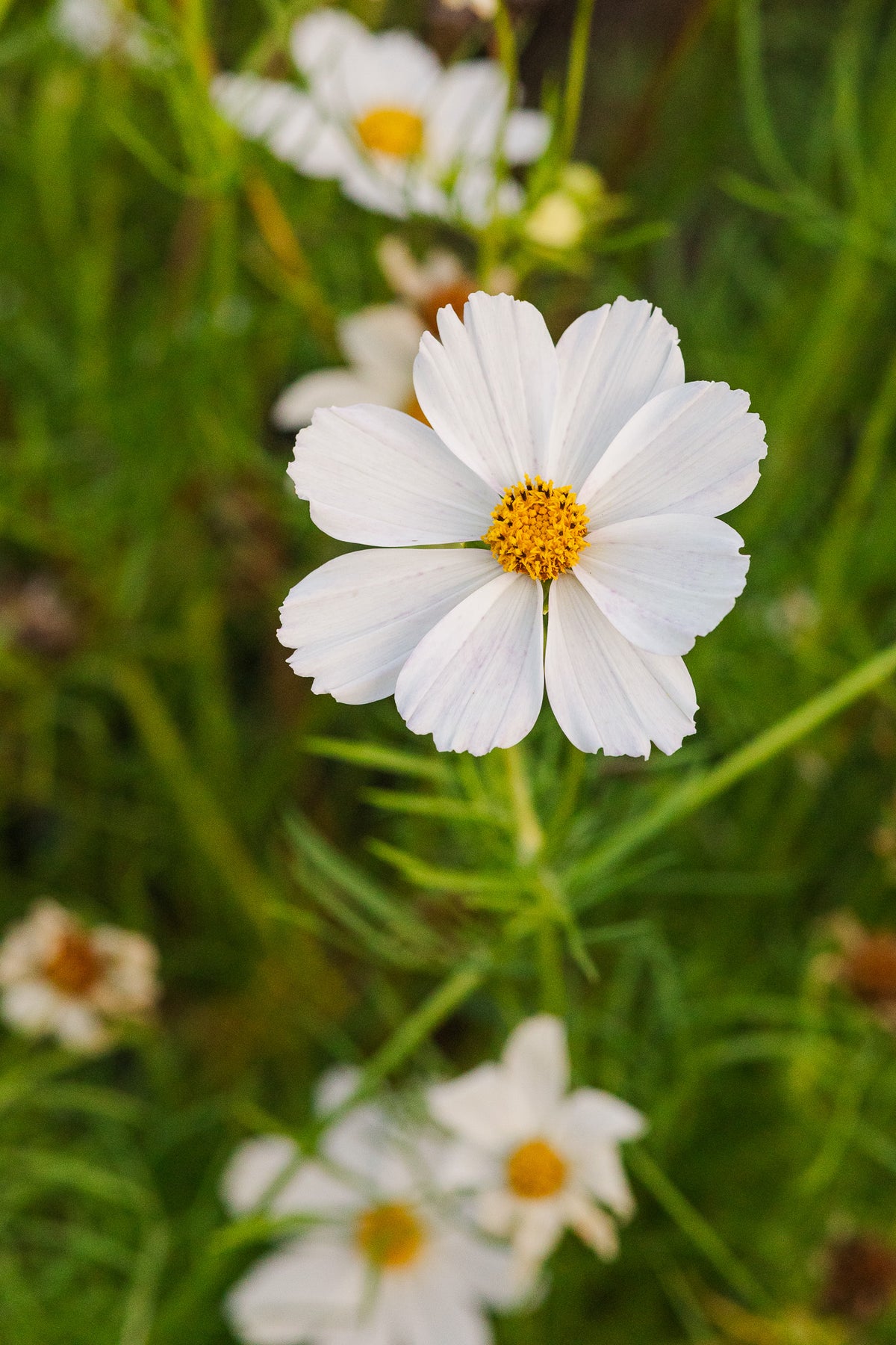 Cosmos White