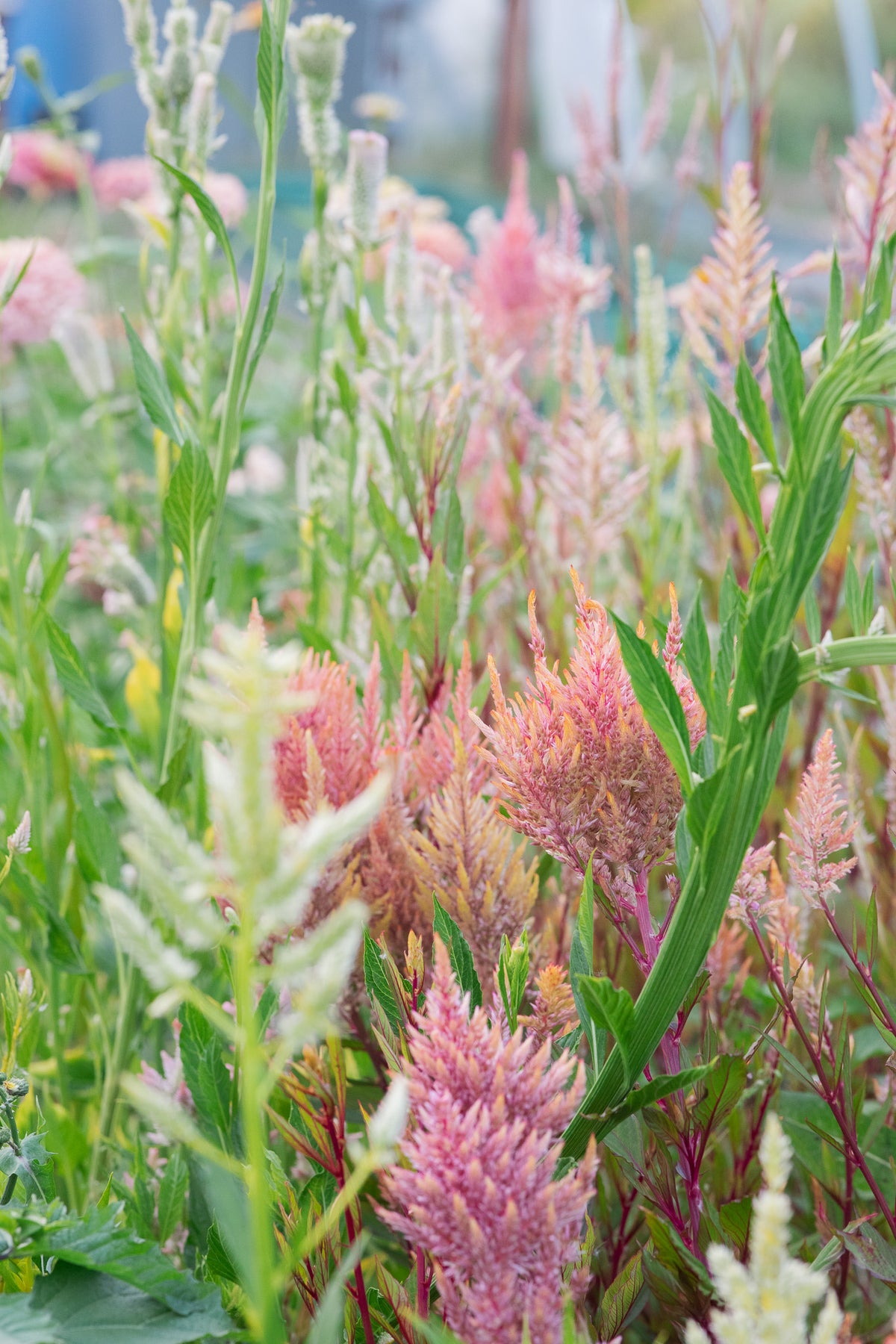 Celosia Ivy Way Mix