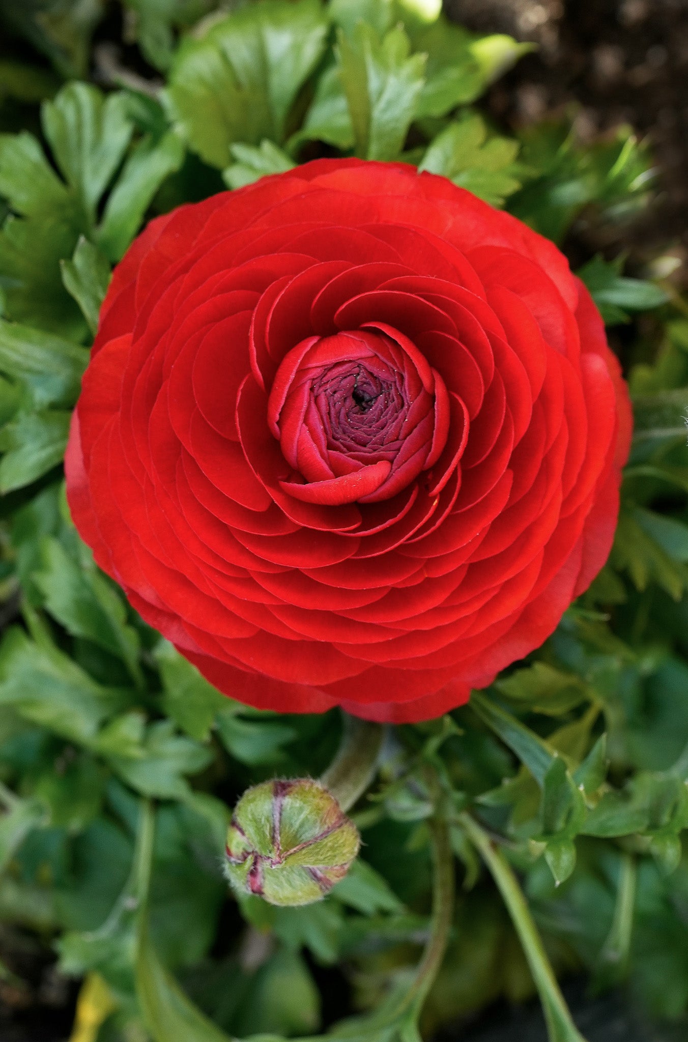 Ranunculus Scarlet