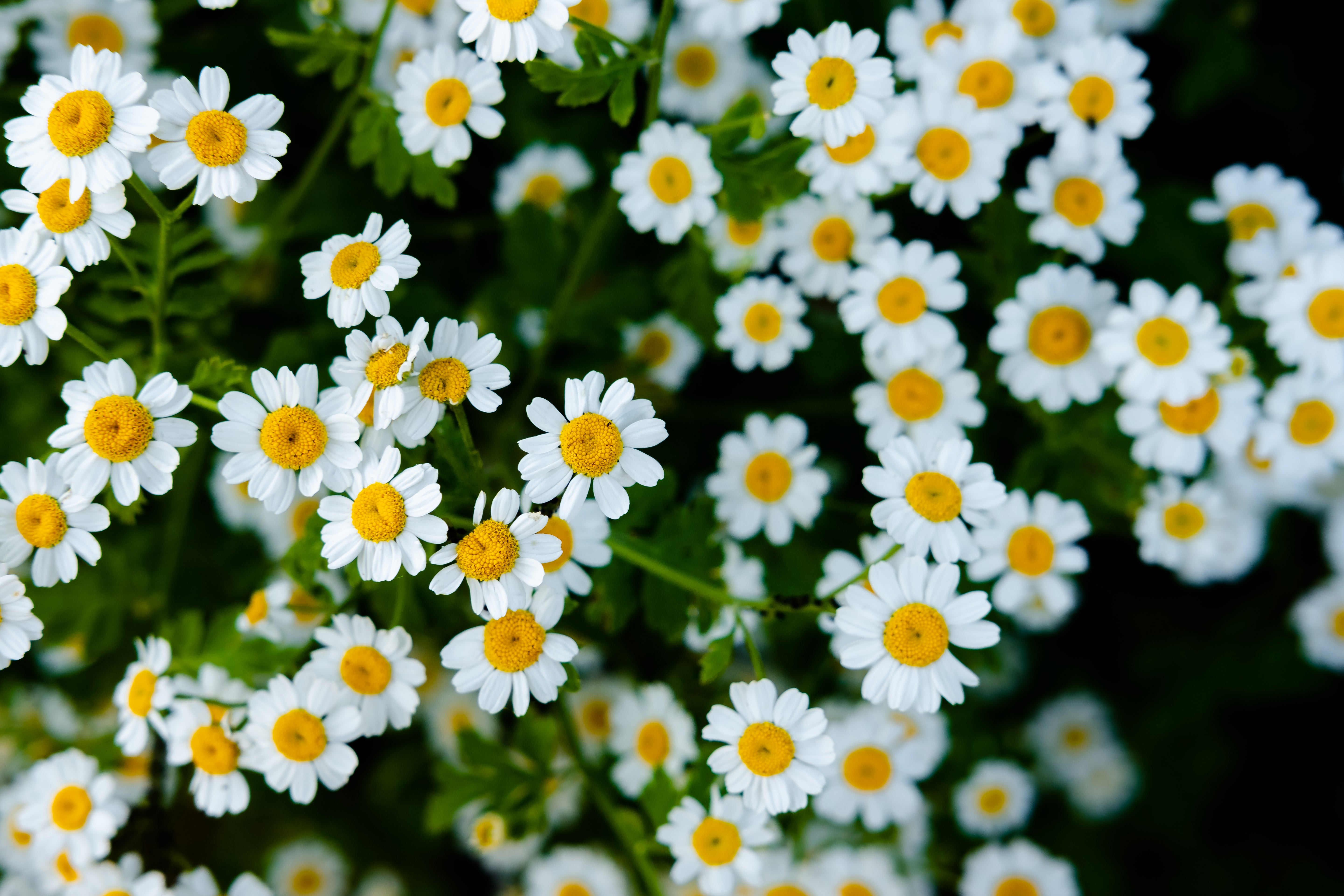 Feverfew Magic Single