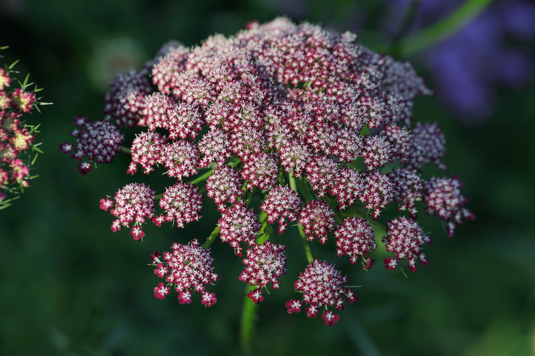 Ammi (Queen Anne's Lace) Mix