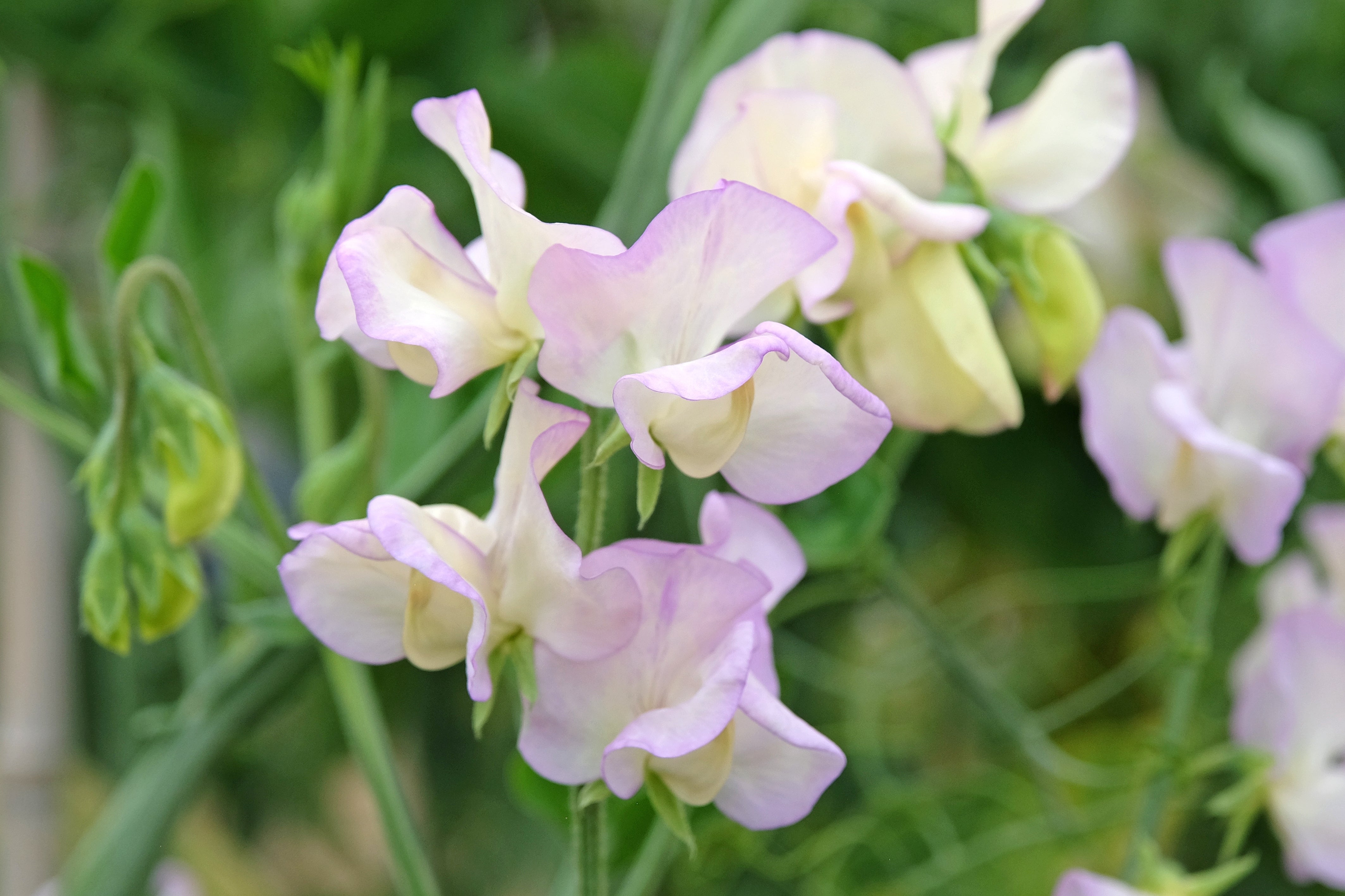 Sweet Pea High Scent