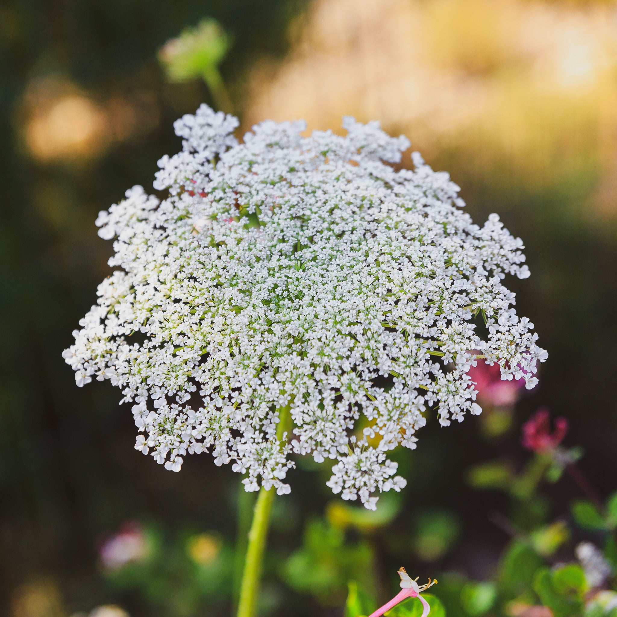 Ammi (Queen Anne's Lace) White