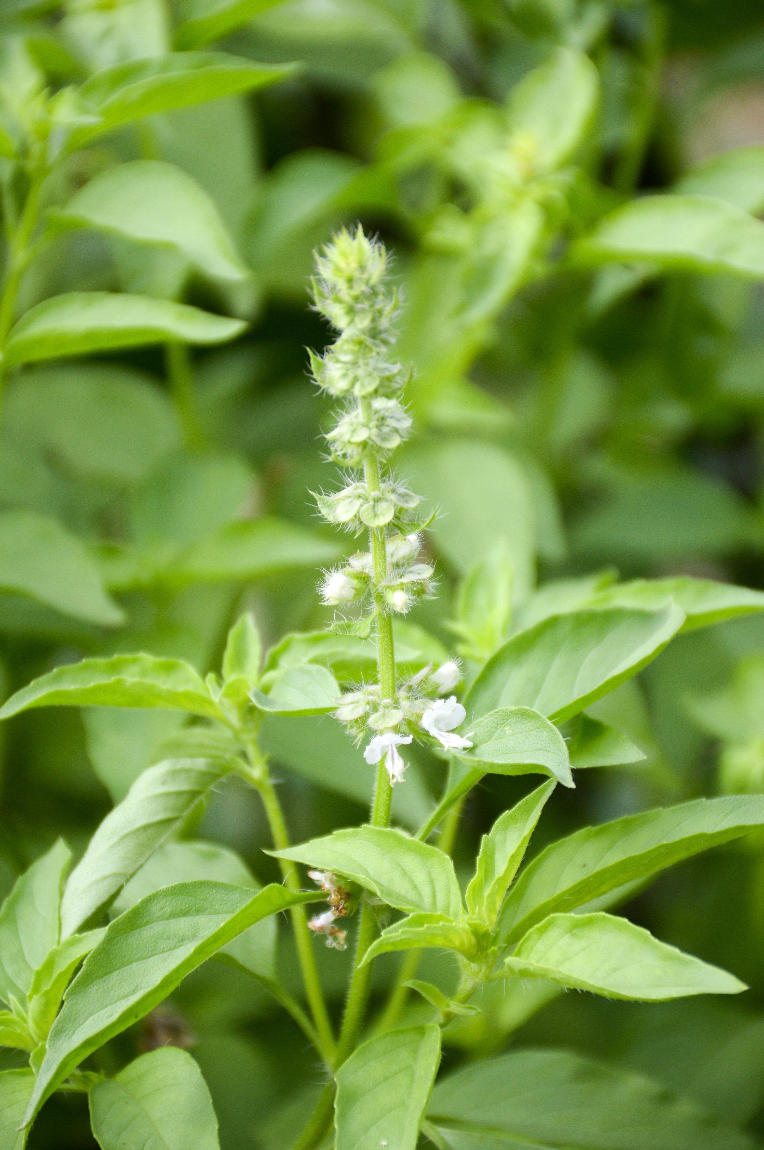 Basil Mrs Burns Lemon