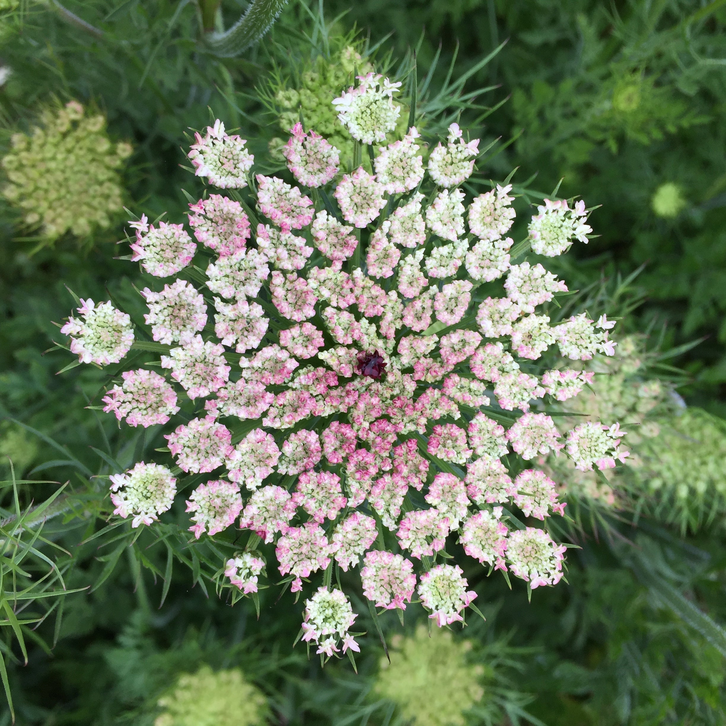 Ammi (Queen Anne's Lace) Mix