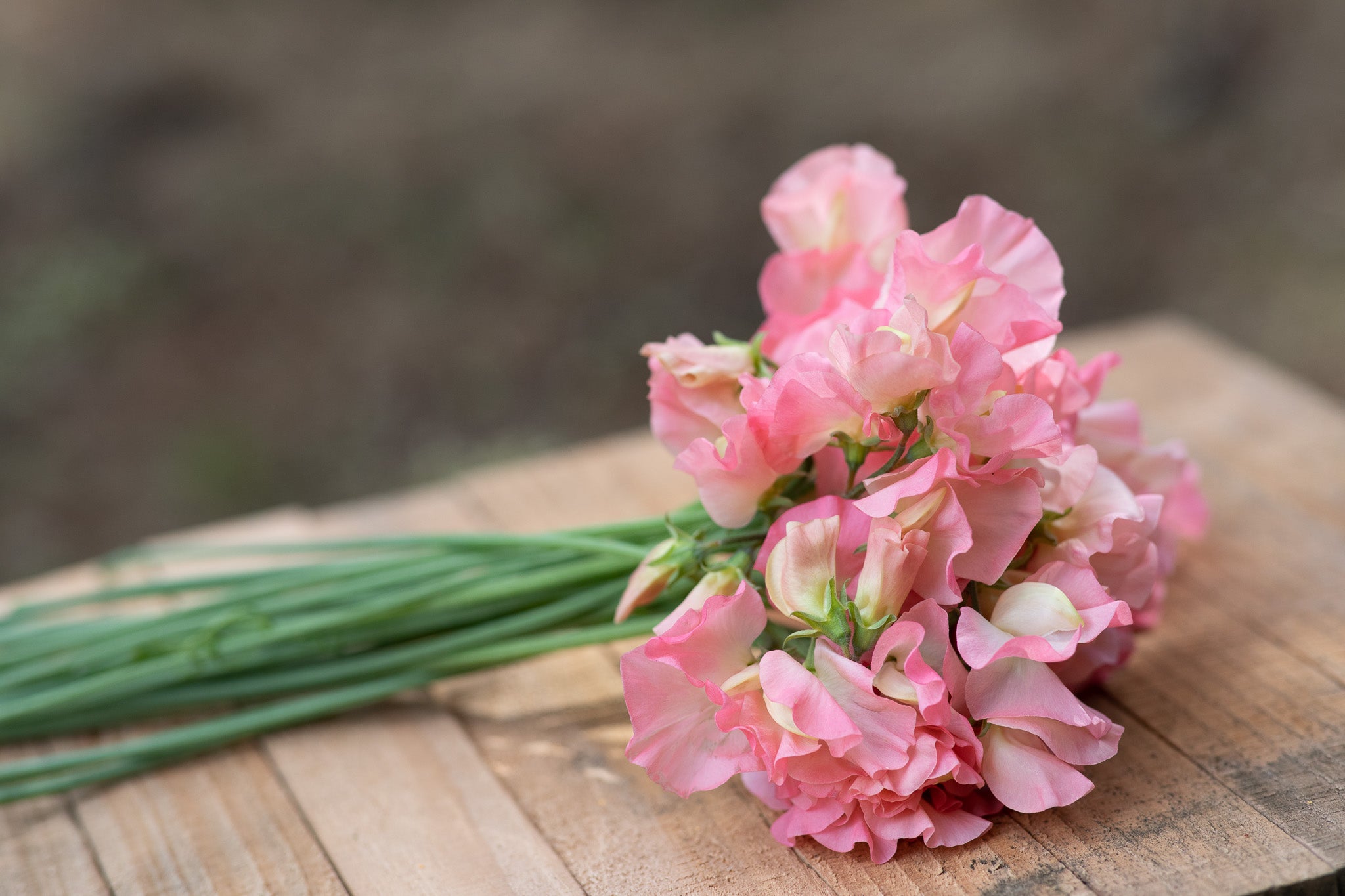 Sweet Pea William and Catherine