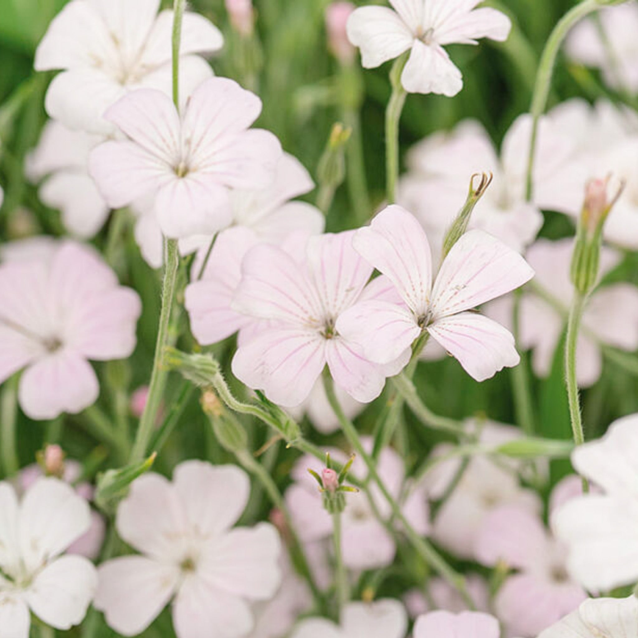 Agrostemma Blush Pink
