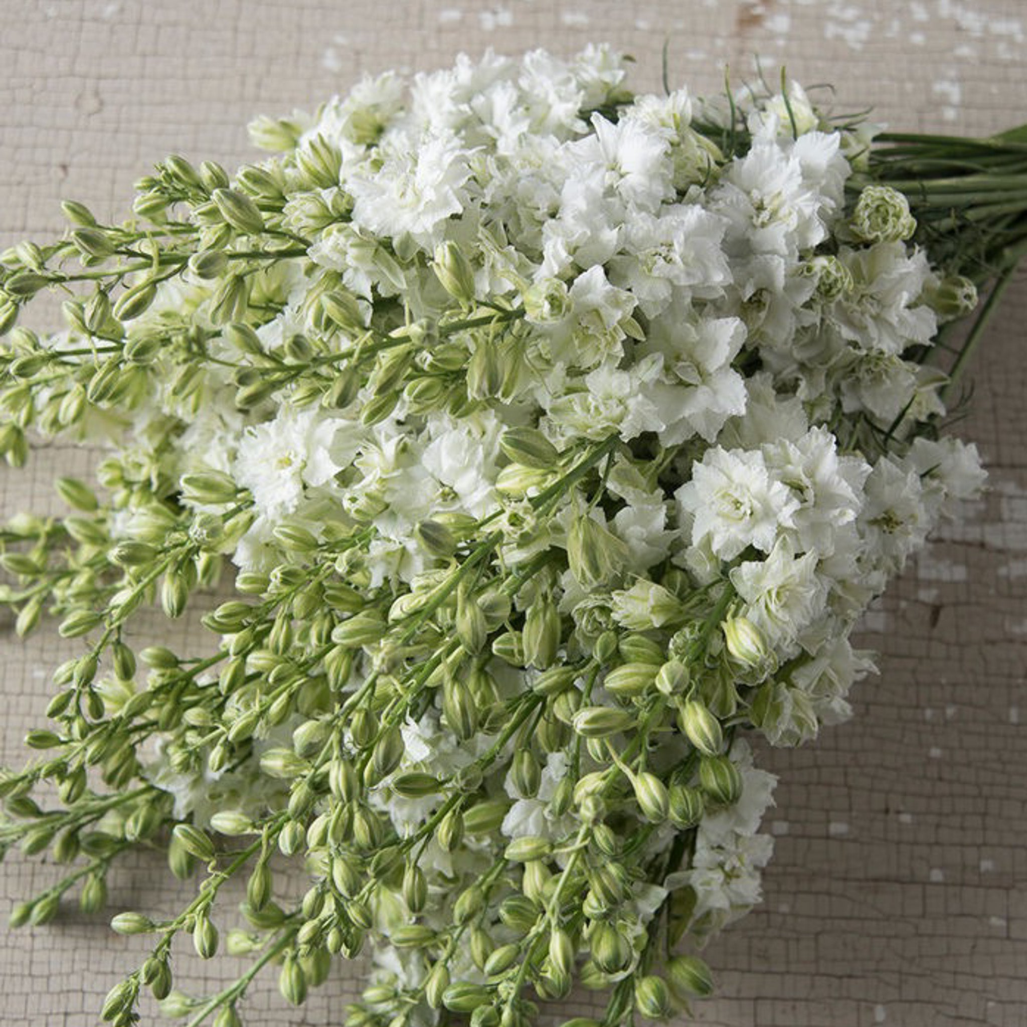 Larkspur White