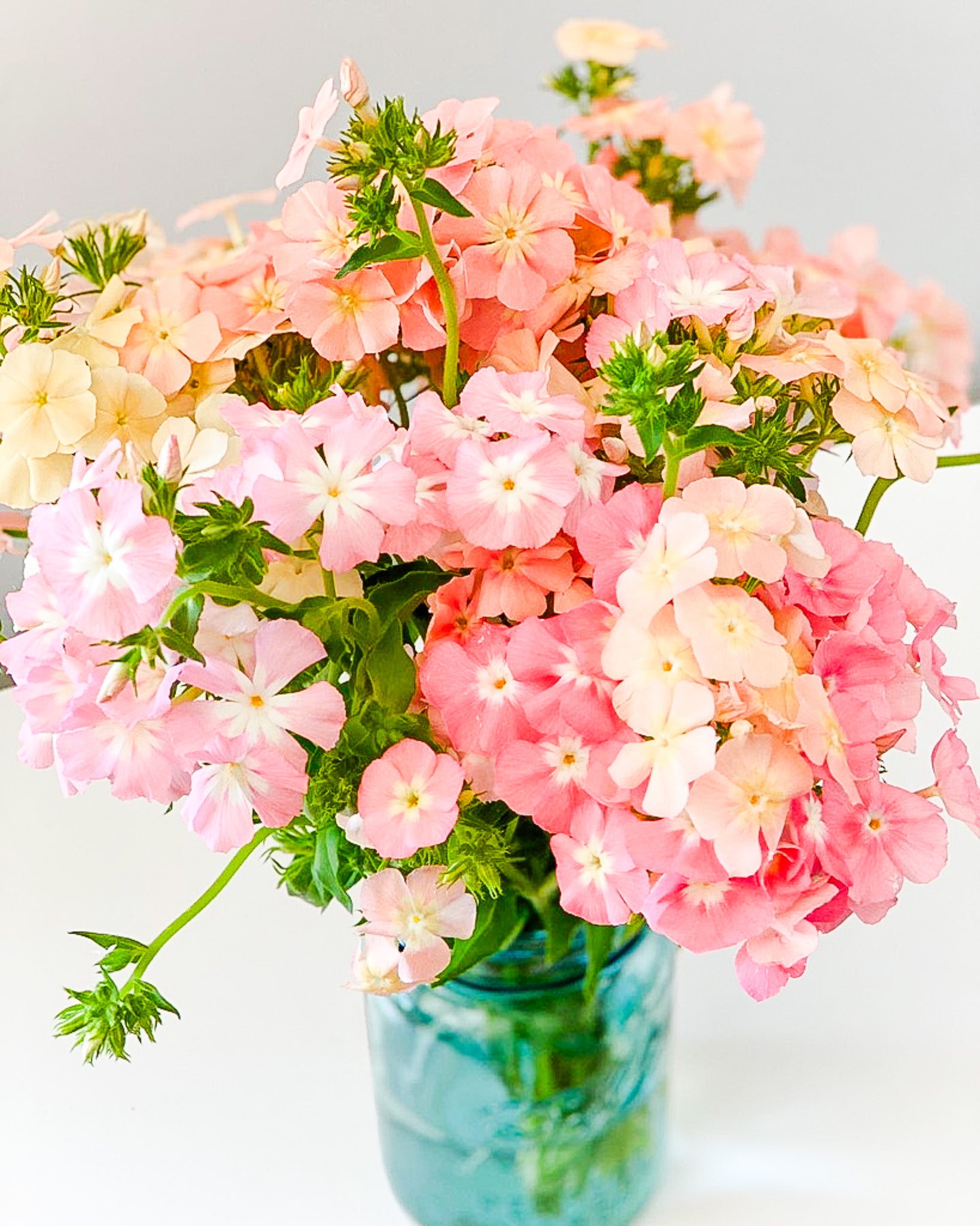 Phlox Phlox of Sheep