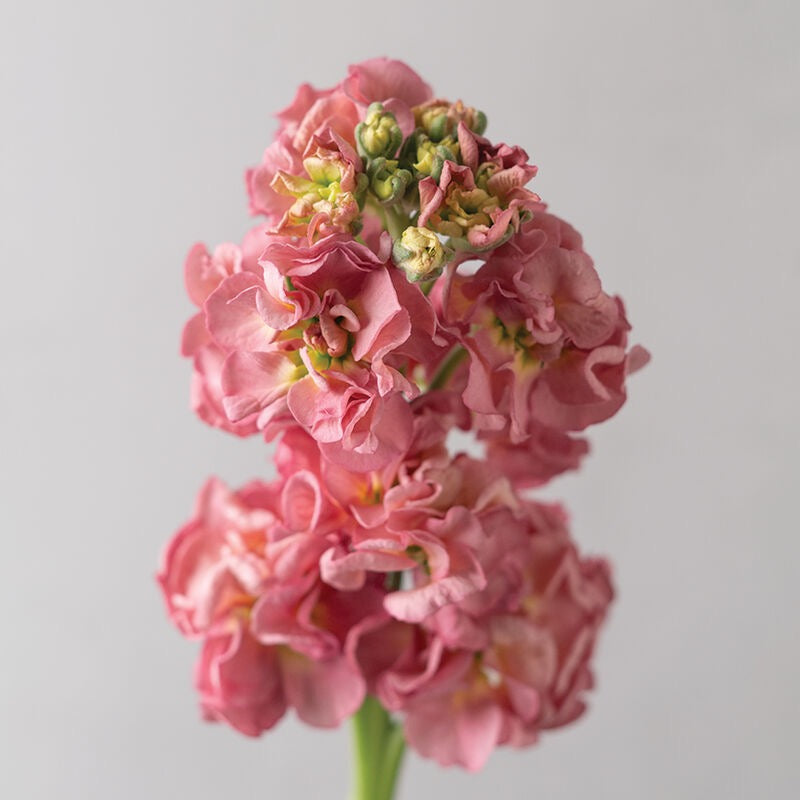 Stock Stox™ Antique Rose