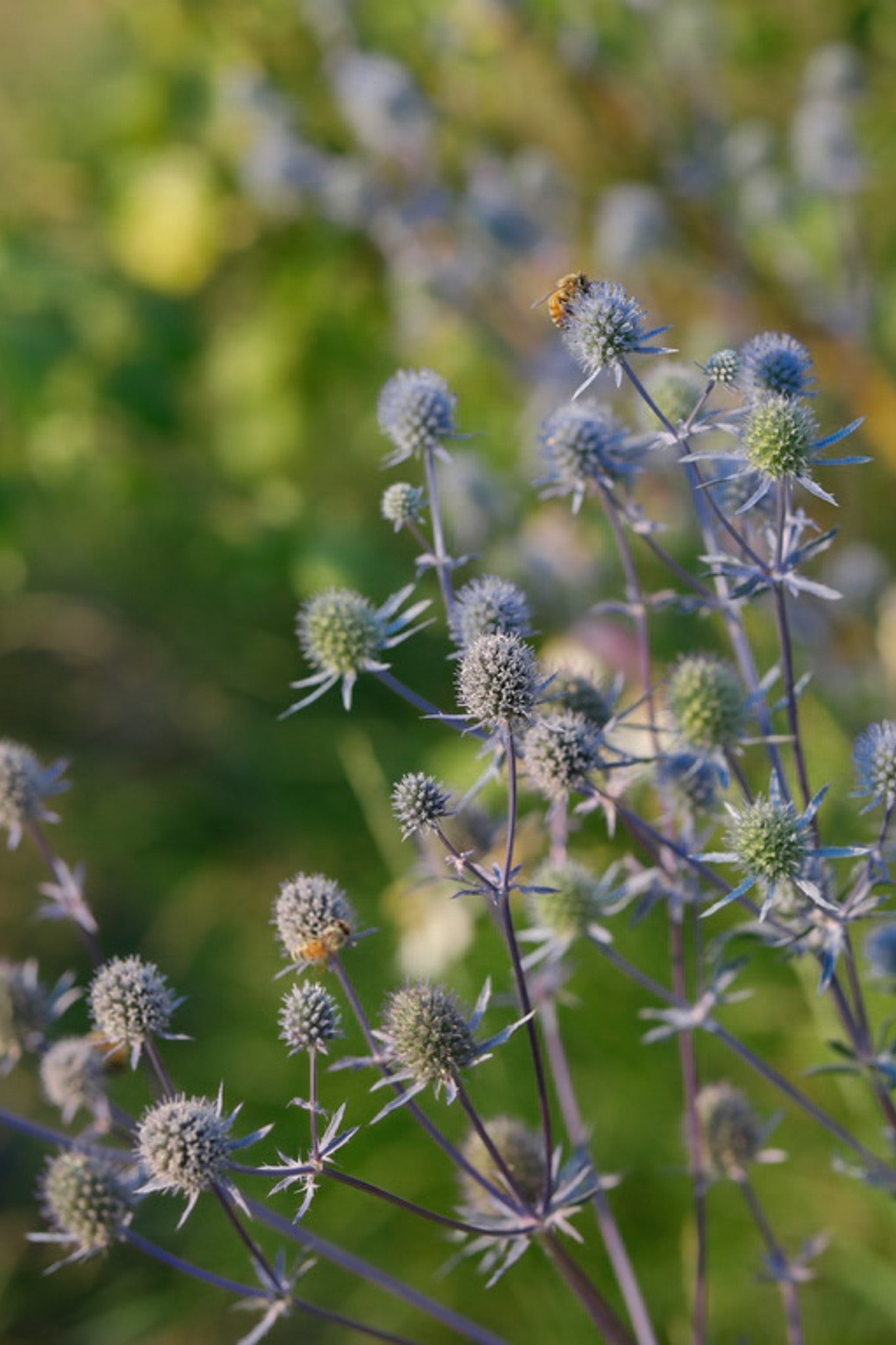 Eryngium 'Sea Holly' Blue