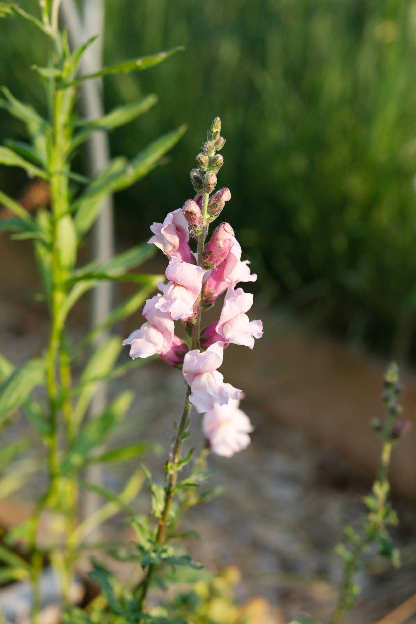 Snapdragon Lavender