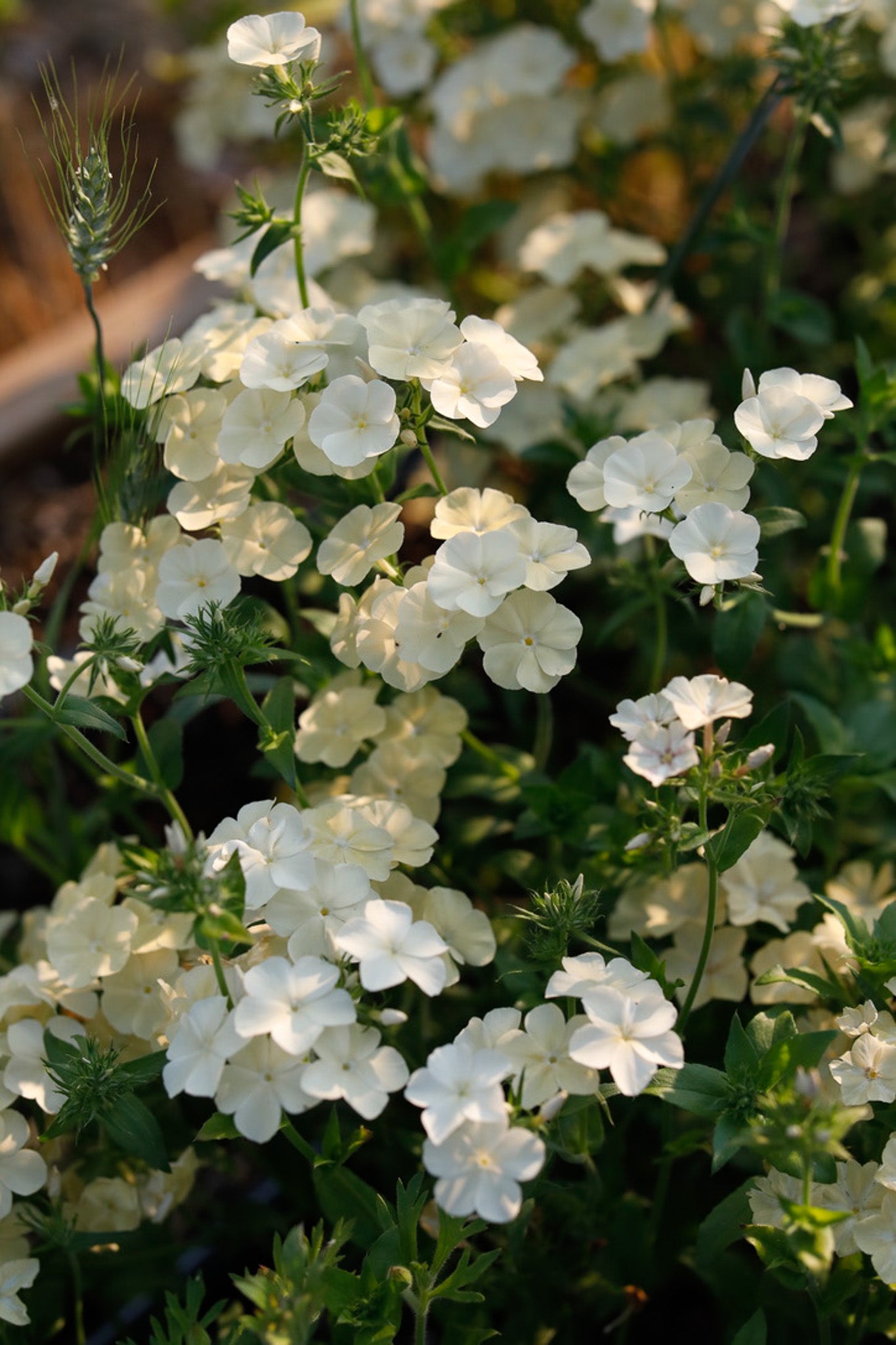 Phlox Isabellina