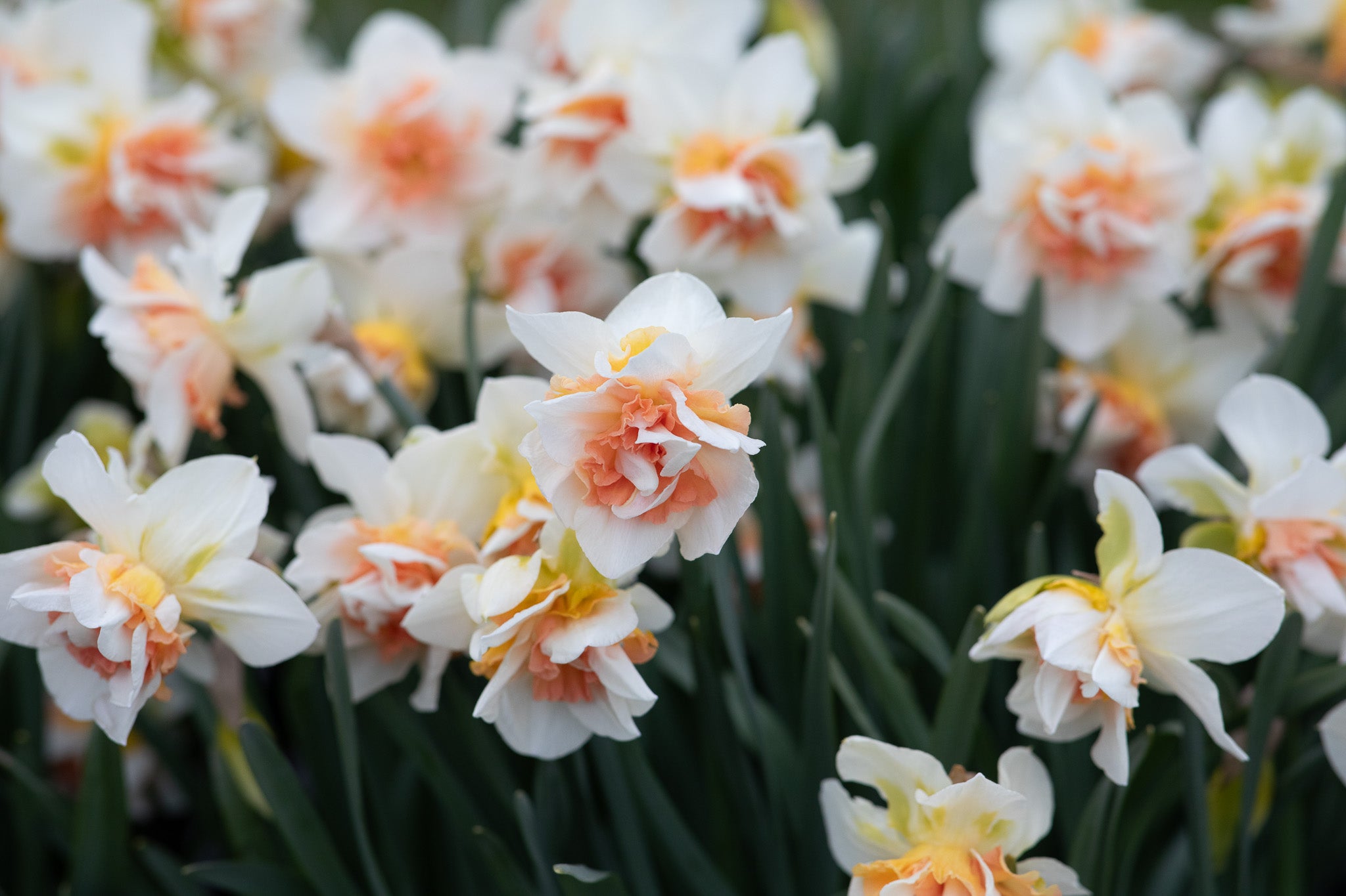 Narcissus Replete