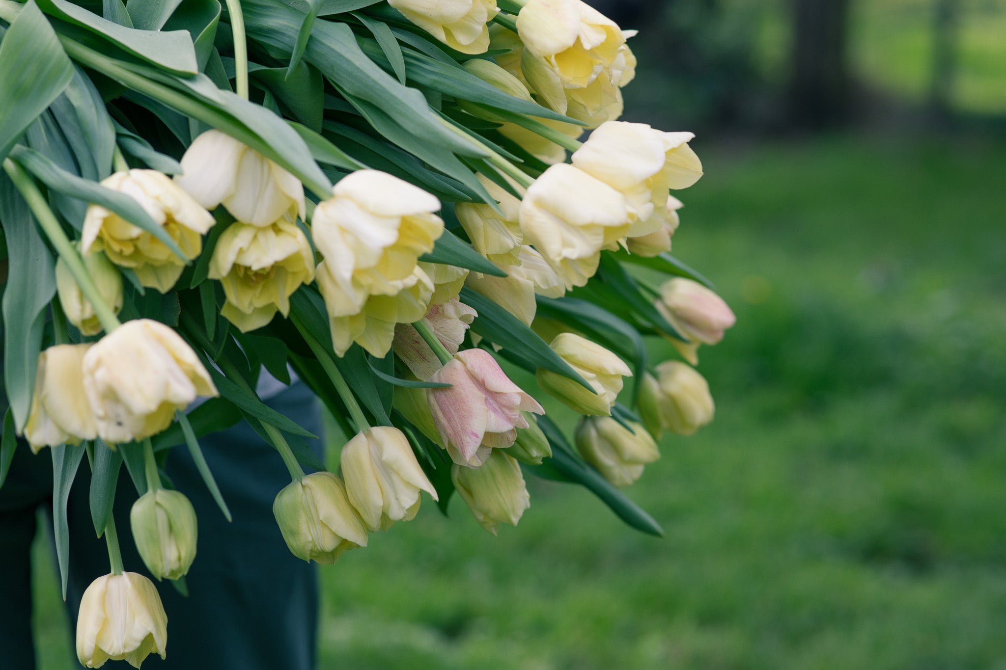 Tulip Silk Road