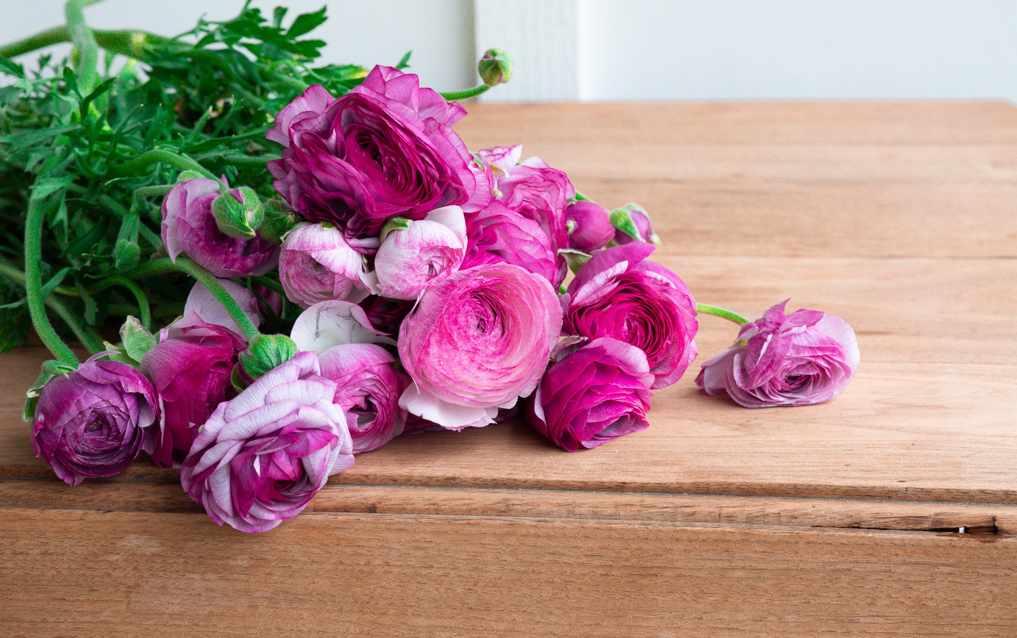 Ranunculus Amandine Purple Jean